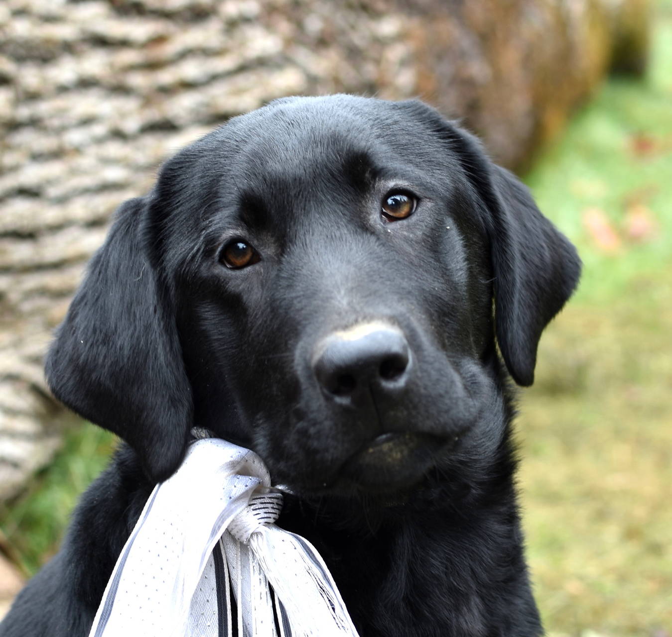 akc black labrador pup seattle