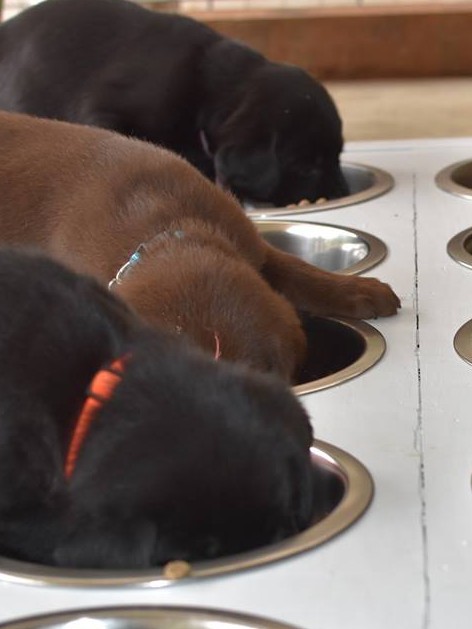 akc lab pups for sale 