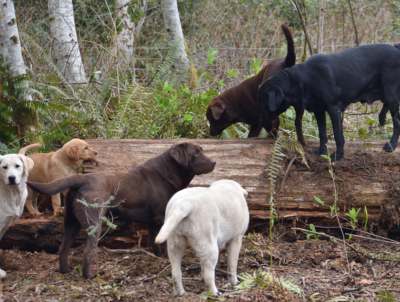 AKC labradors olympia