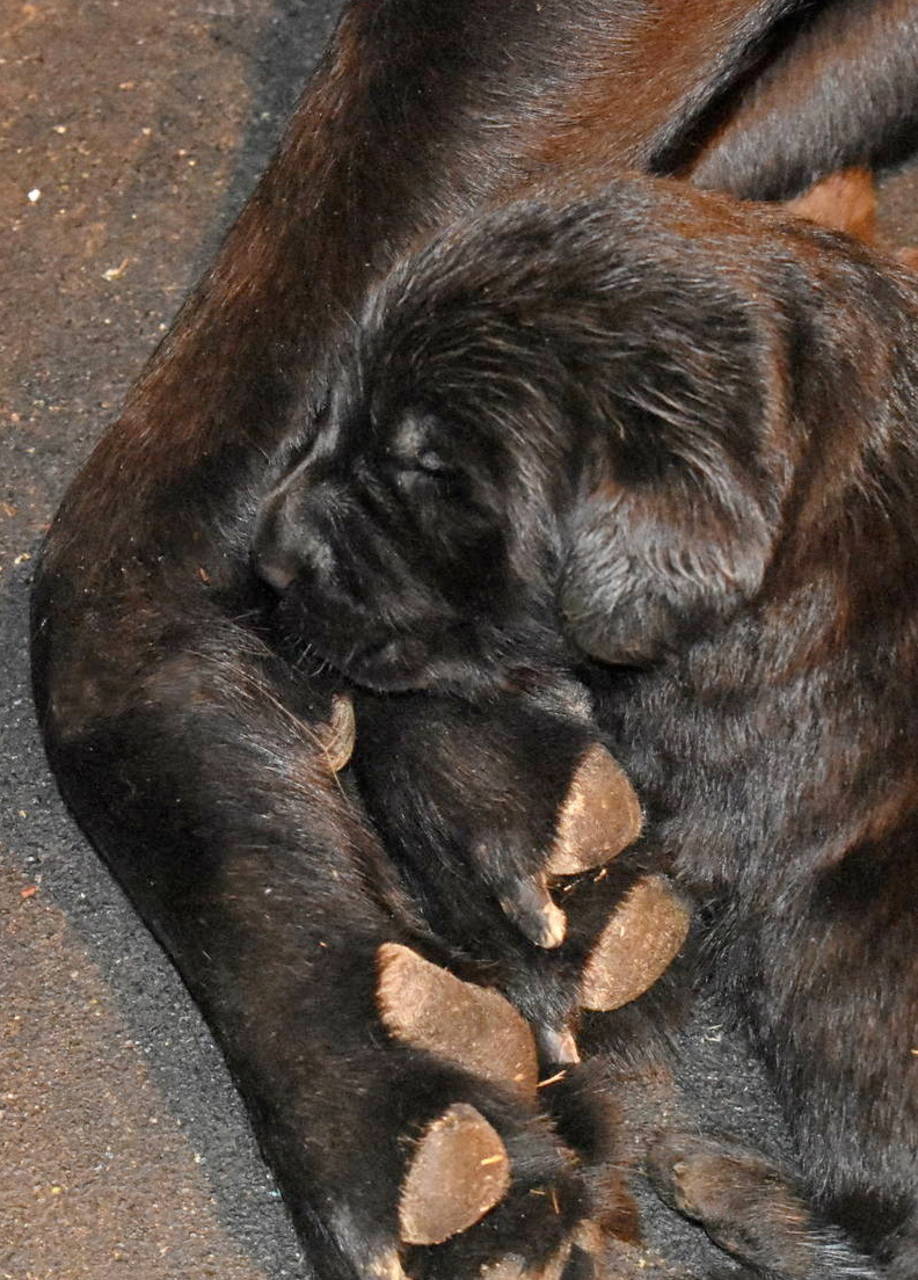 black Labrador retriever for sale olympia