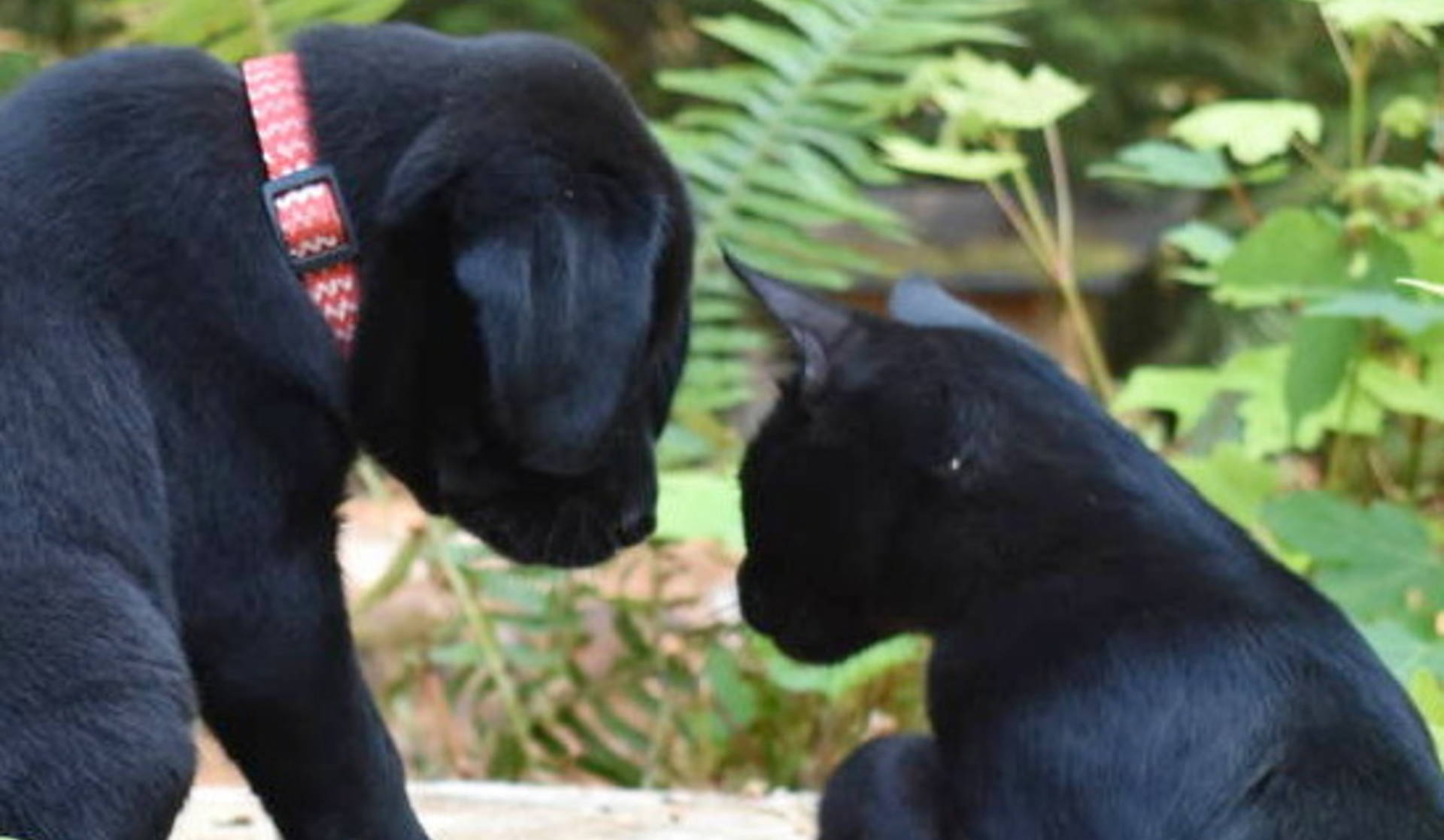 Puppy and Cat akc puppies 98516