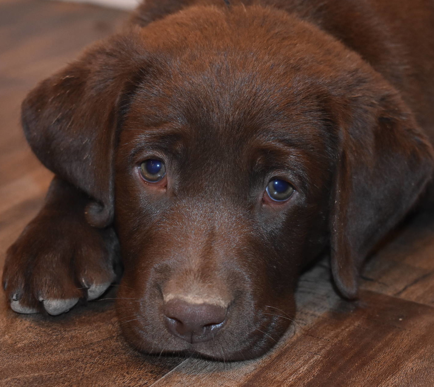brown labrador breeder