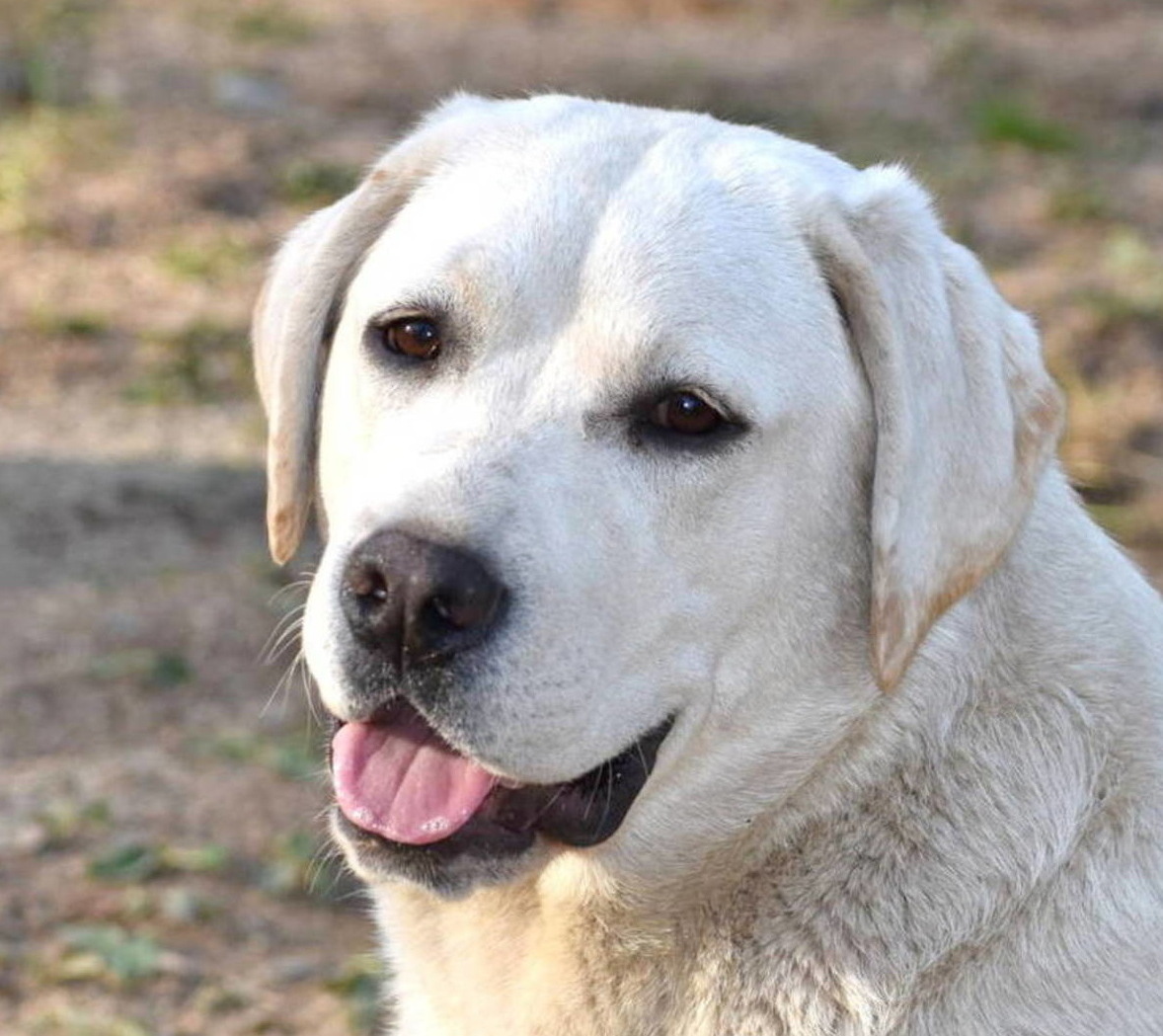 AKC english labrador breeder