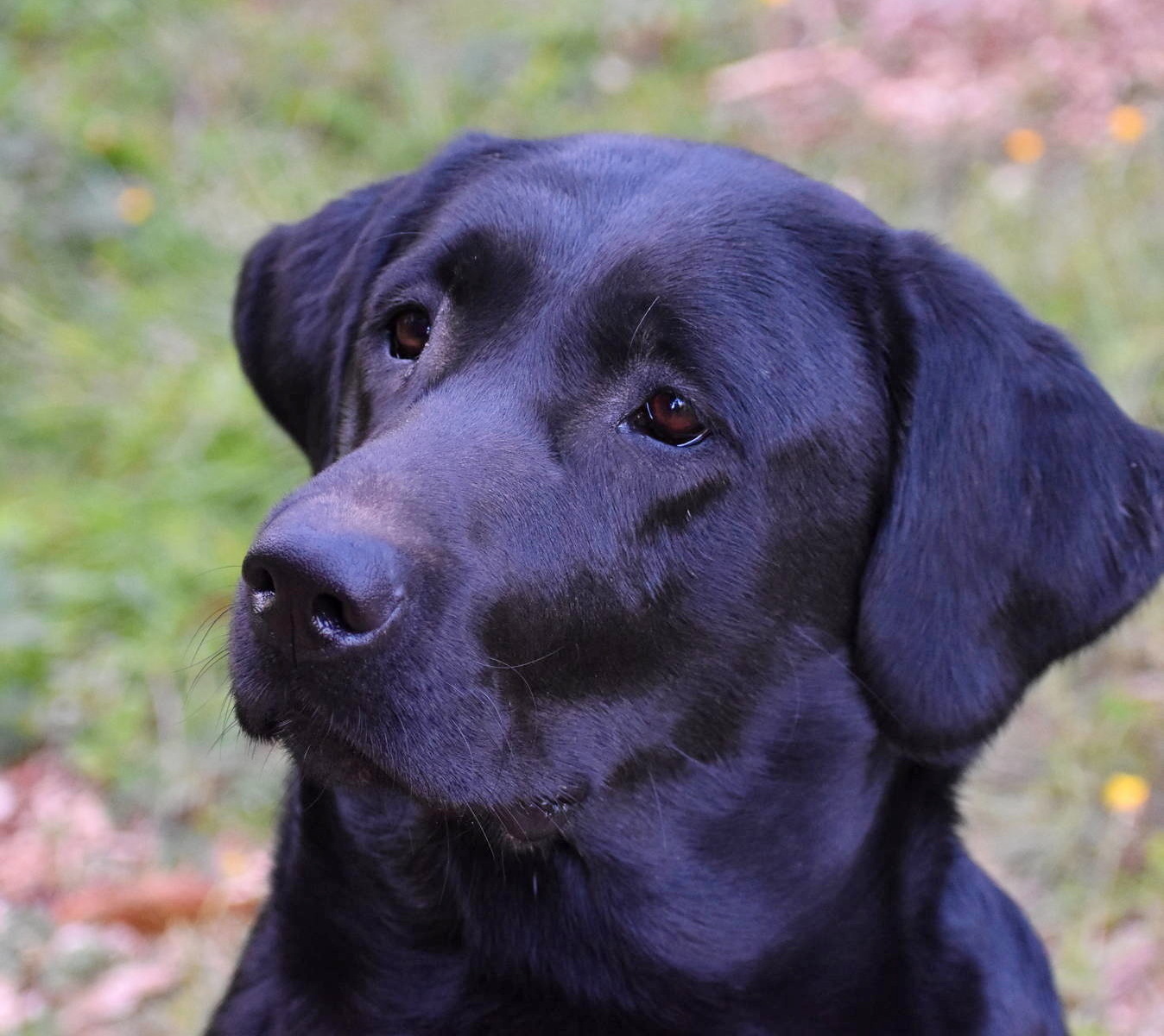 american labradors for sale olympia