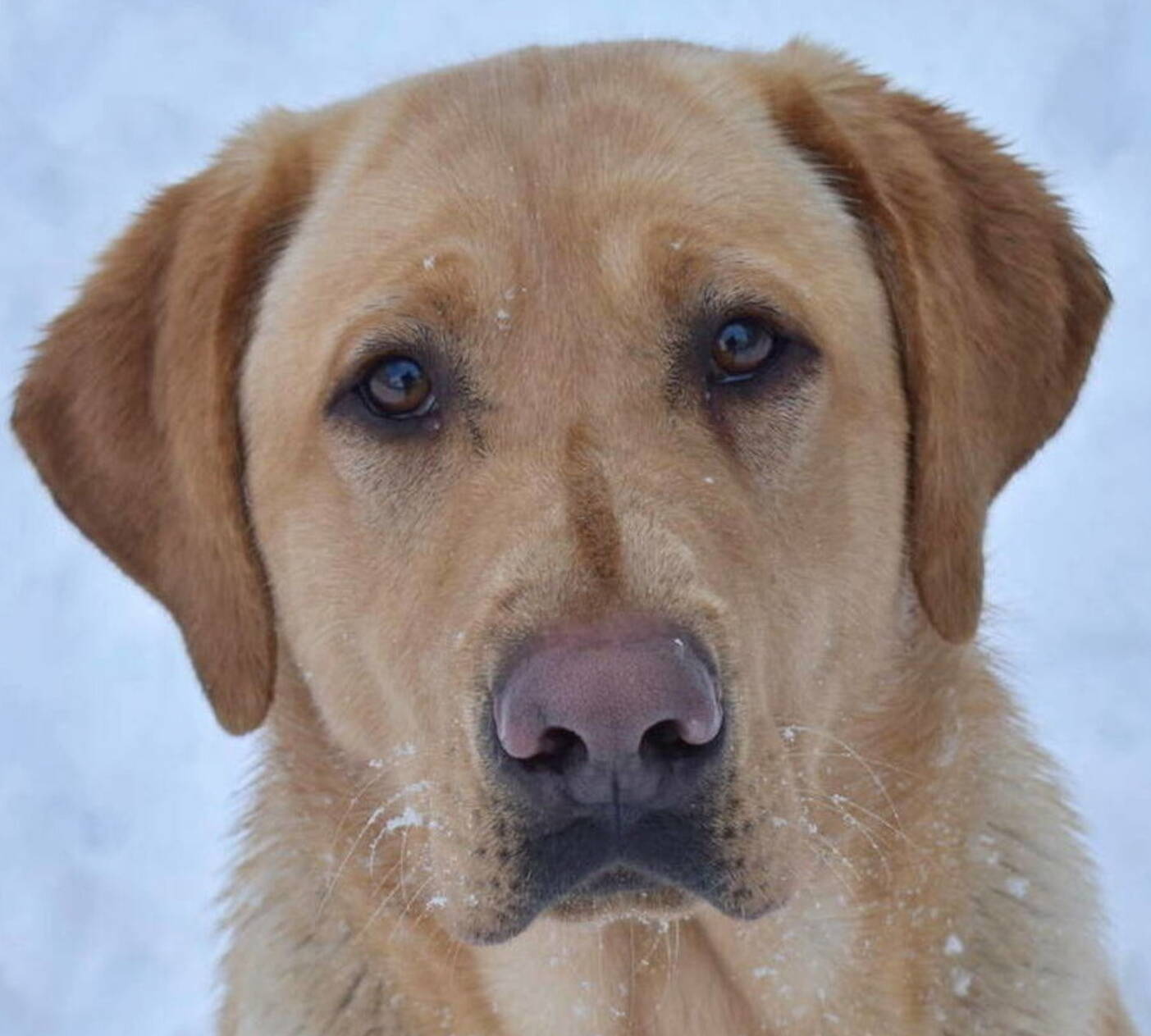 Home Johnson Point Labradors