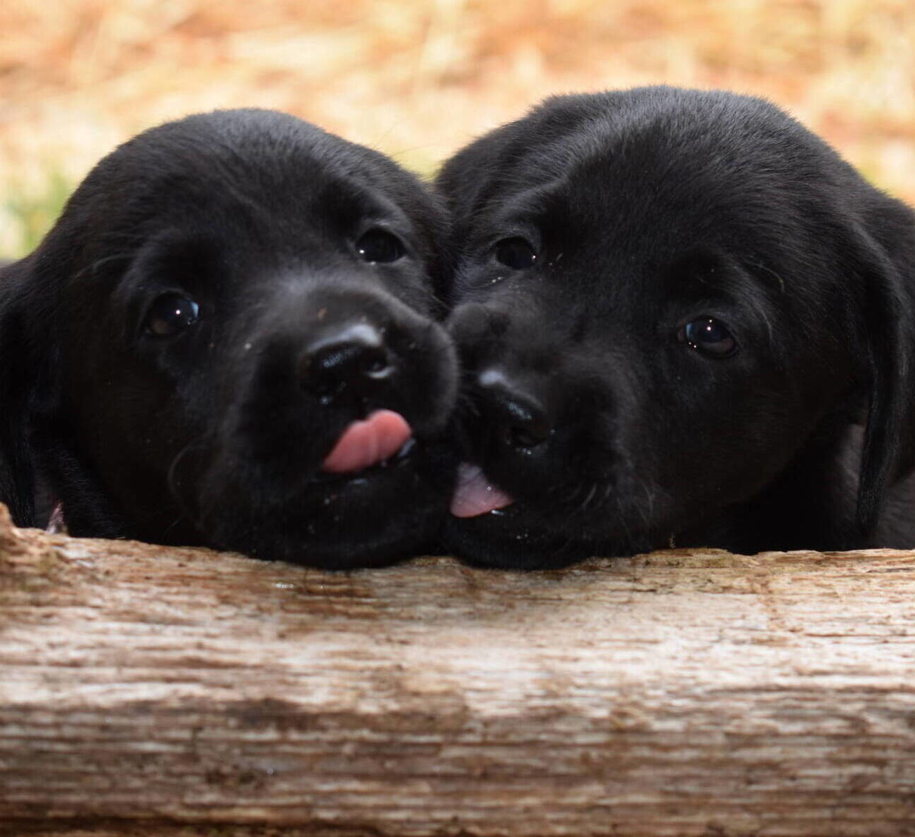 Black Lab puppies July-5.JPG