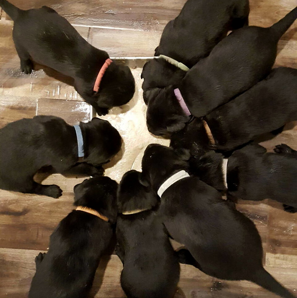 Black Labrador puppies Dec. 2018-15.jpg