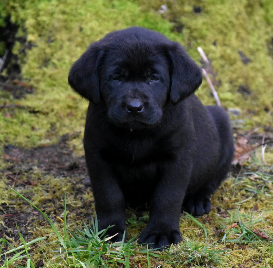 Black Labrador puppies Dec. 2018-21.JPG