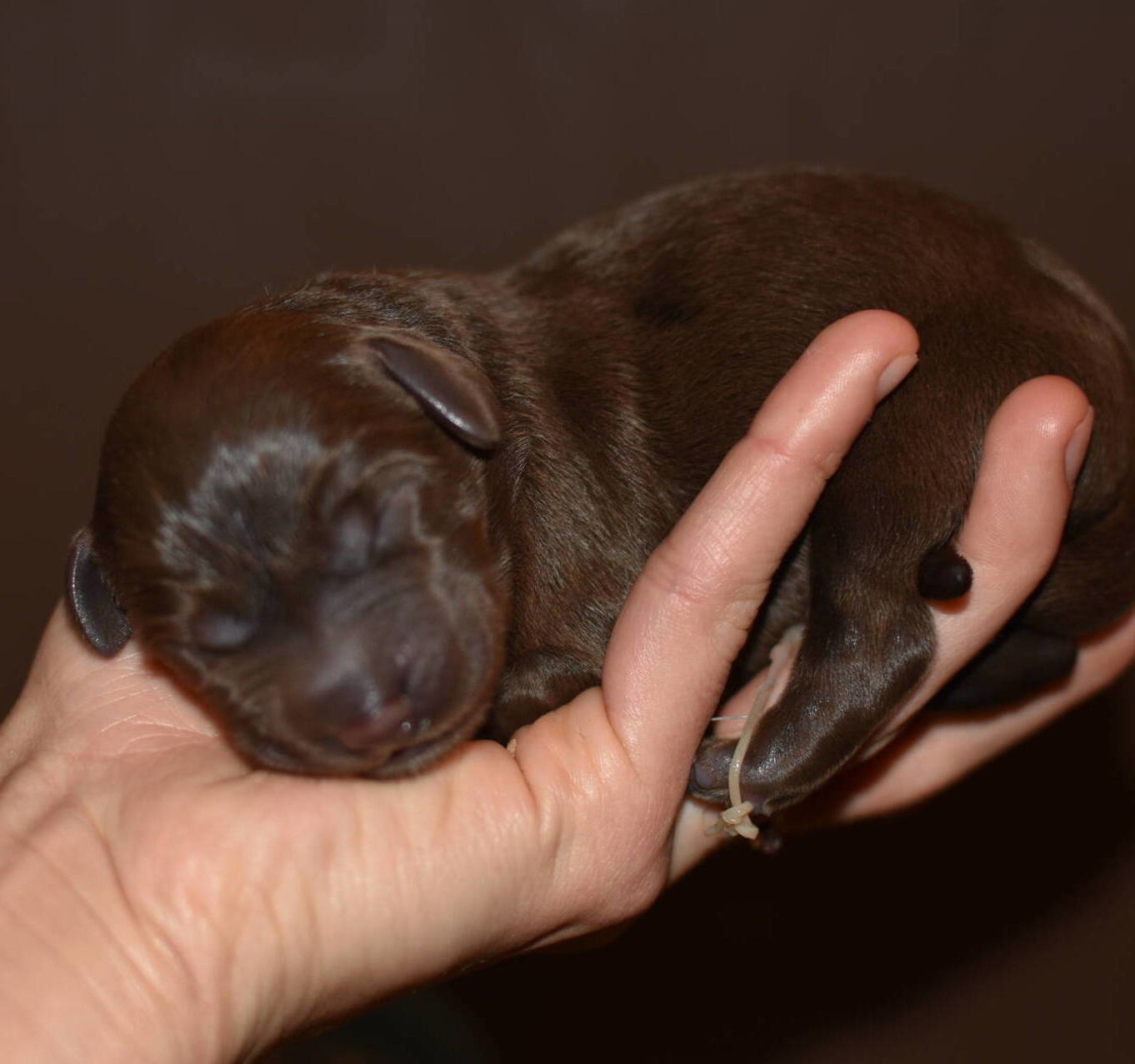Chocolate Lab puppies July-4.JPG