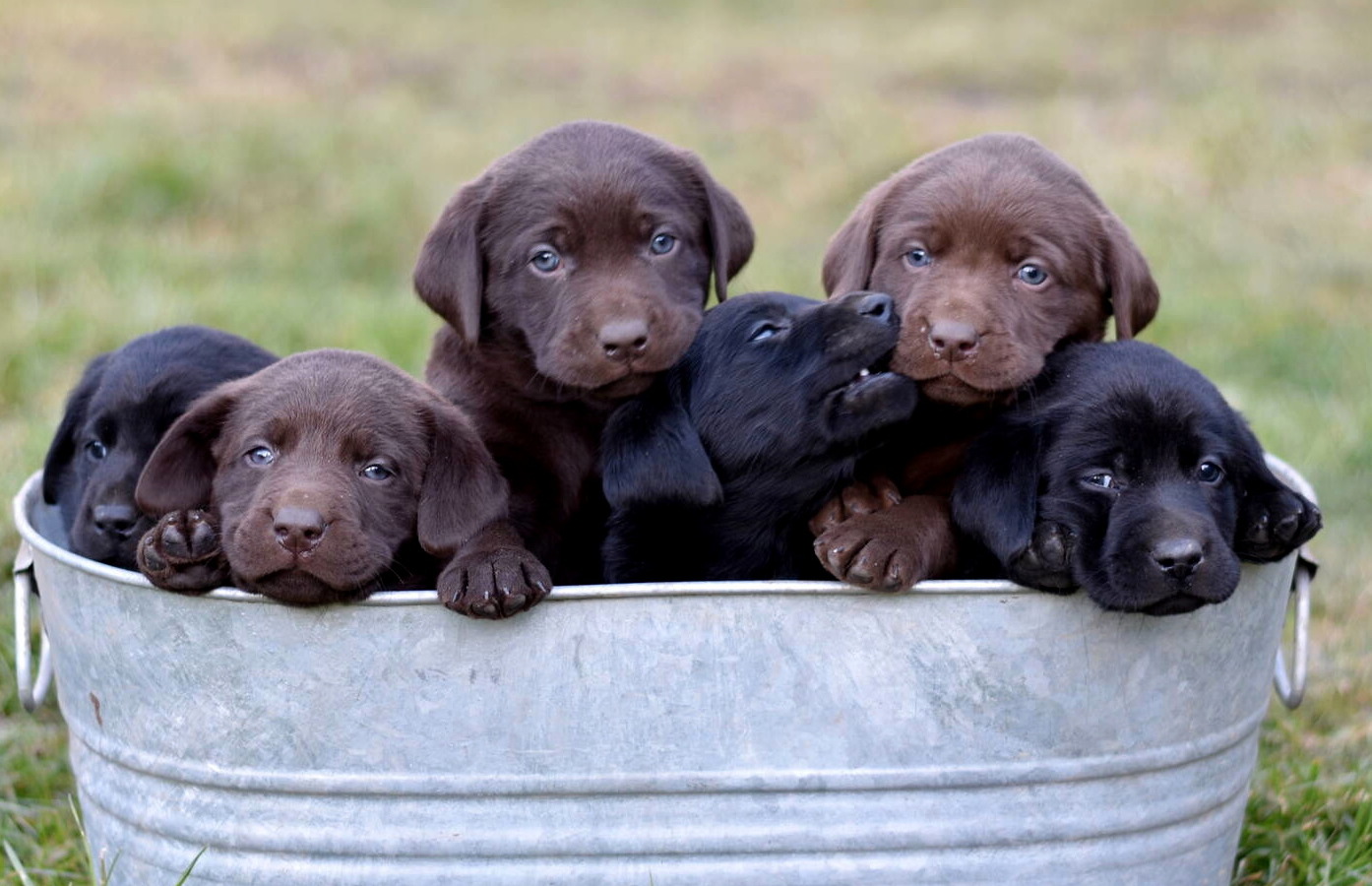 black and chocolate labrador puppies olympia