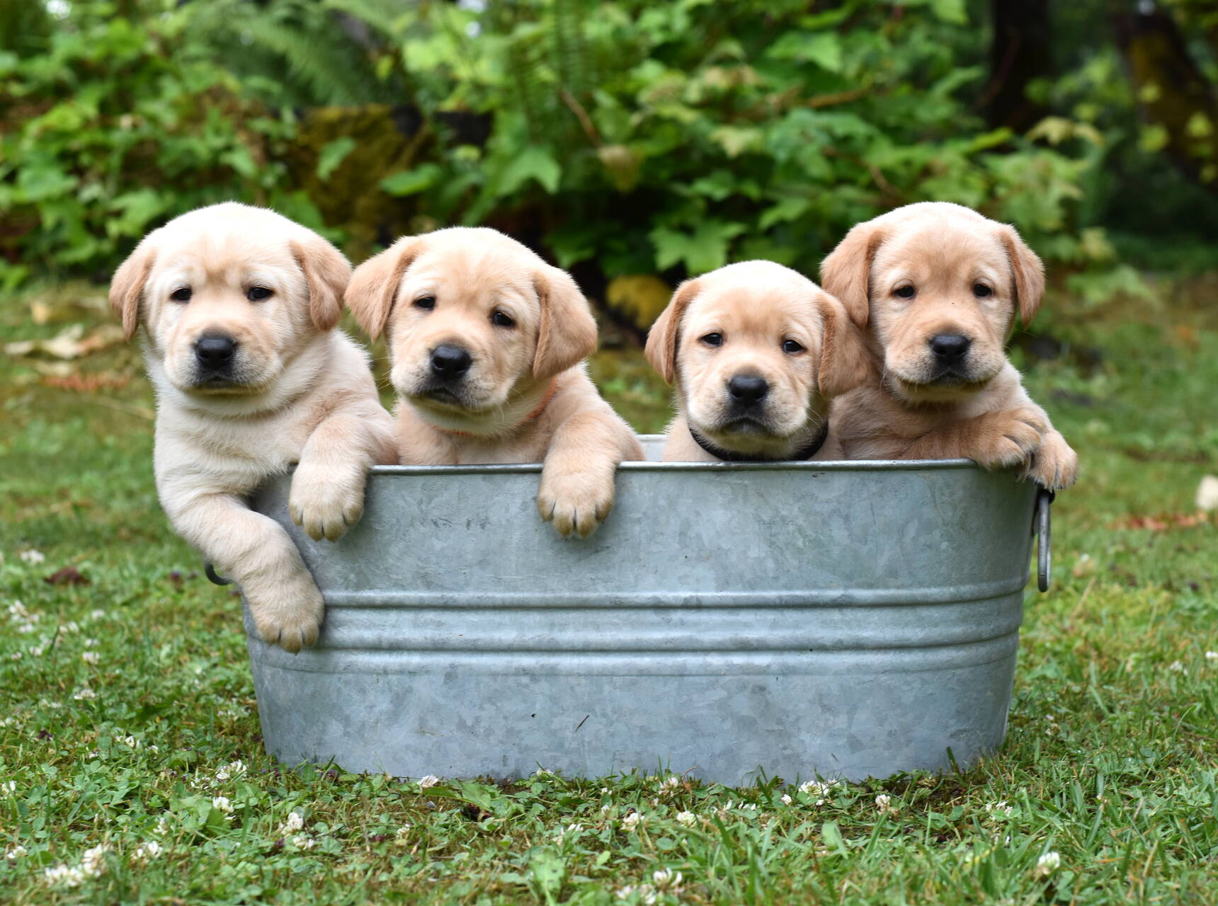 yellow labrador puppy for sale