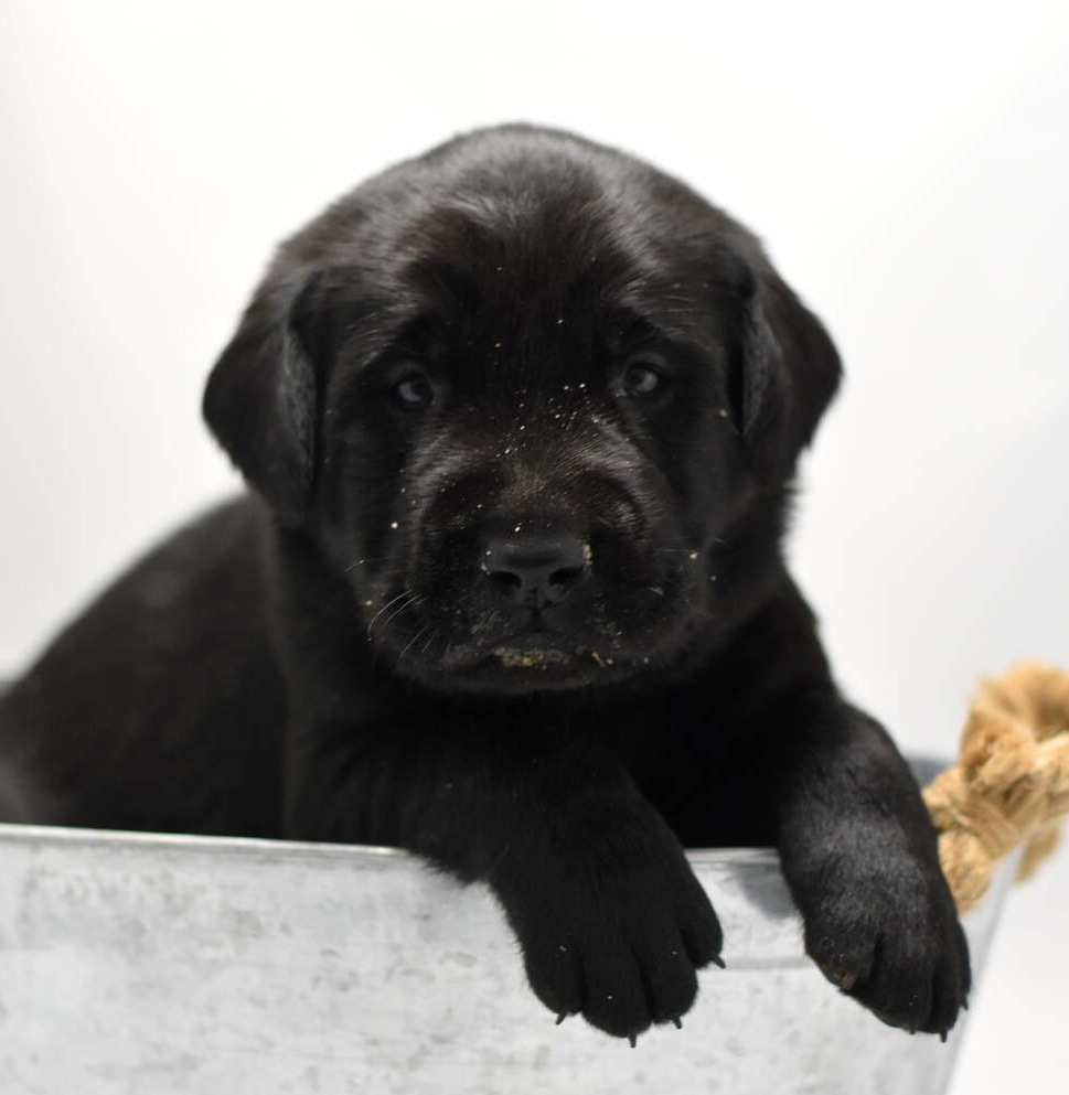 Labrador puppies-2019-16.JPG