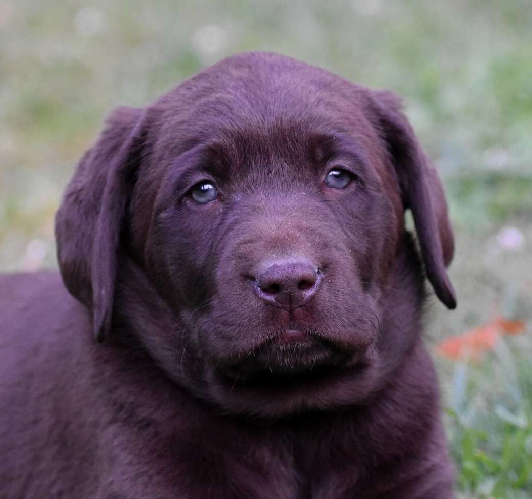 Labrador puppies-2019-21.JPG