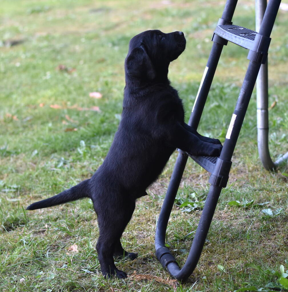 Labrador puppies-2019-22.JPG