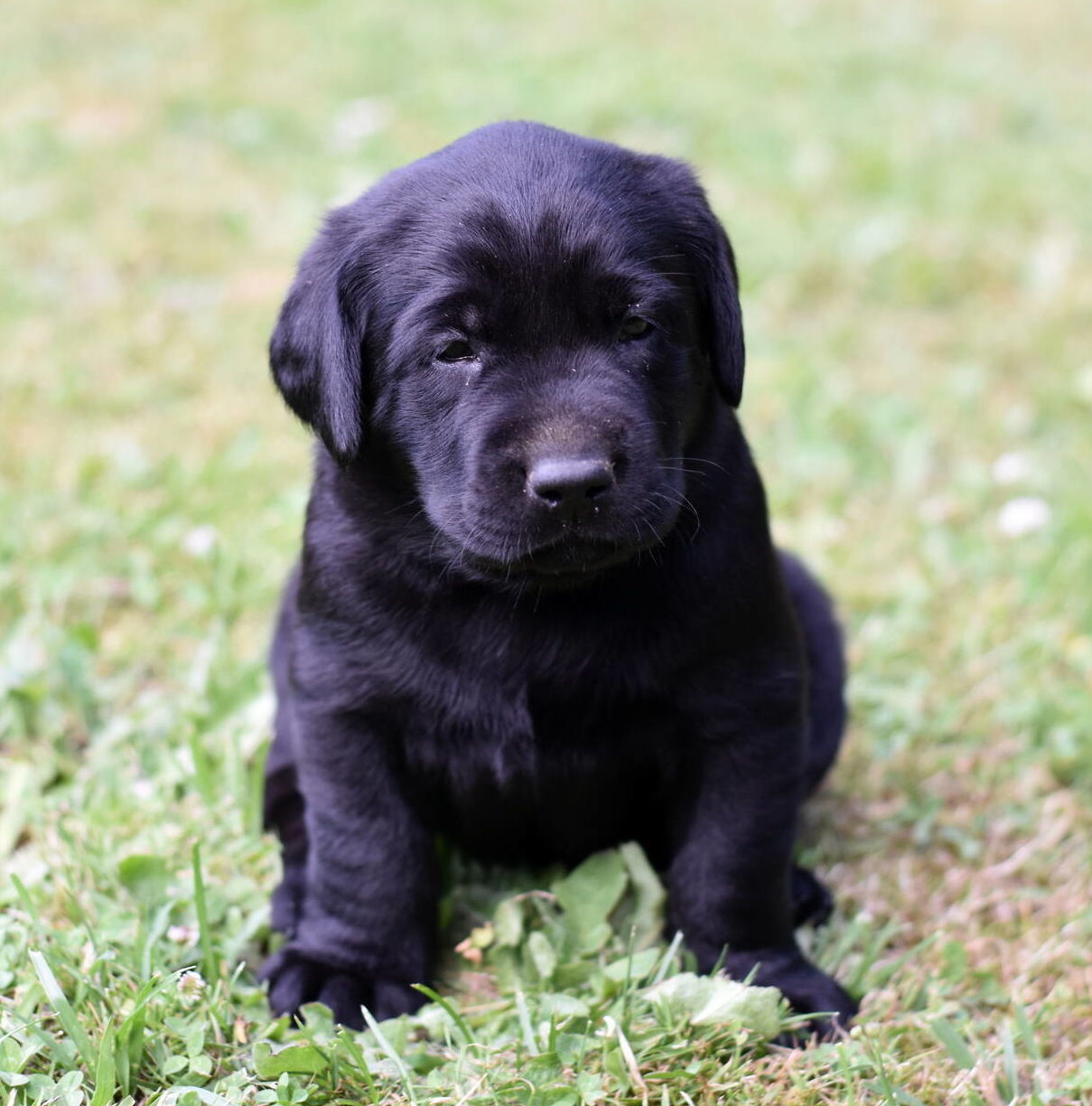 Labrador puppies-2019-9.JPG