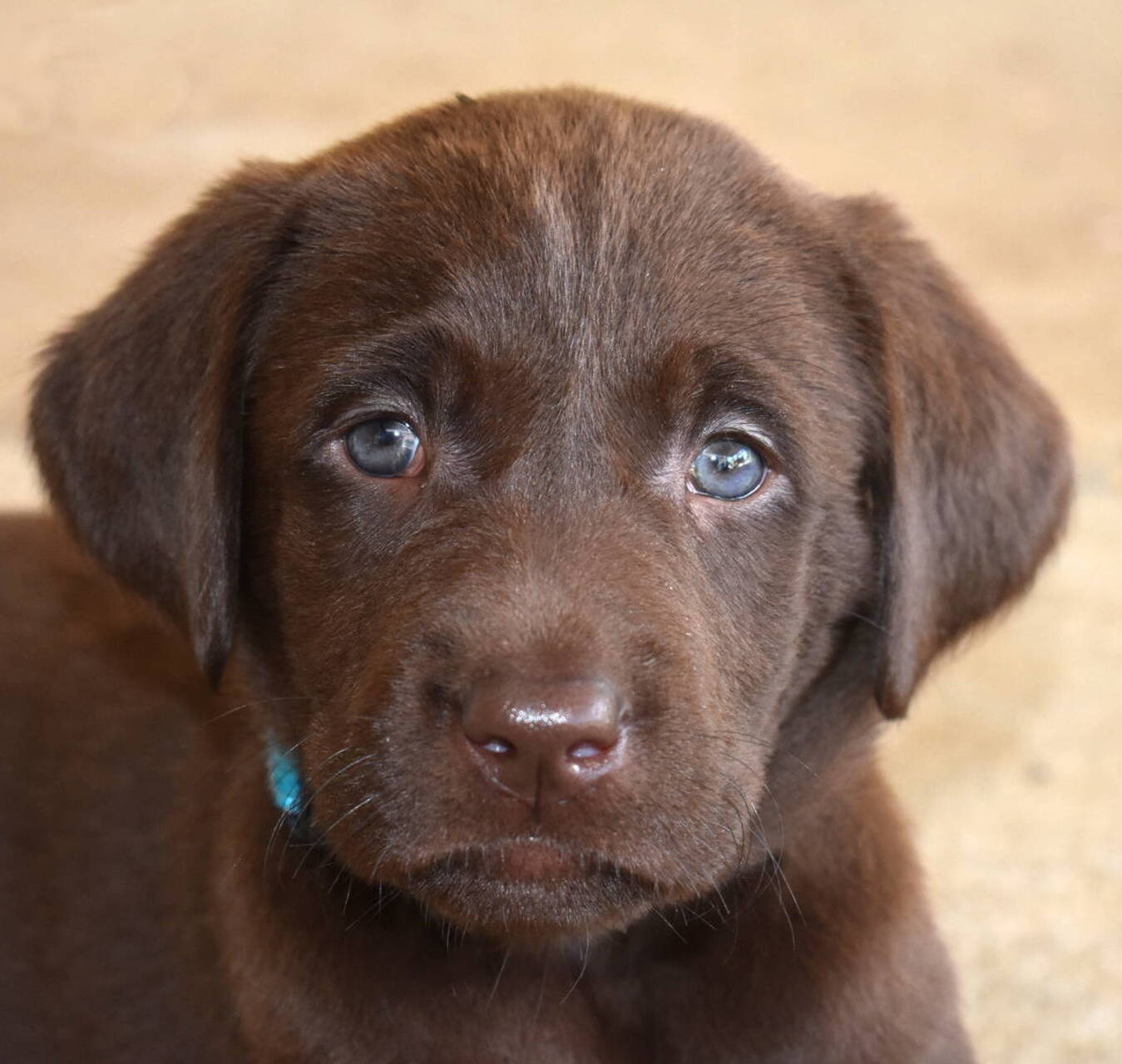 labrador breeder seattle 