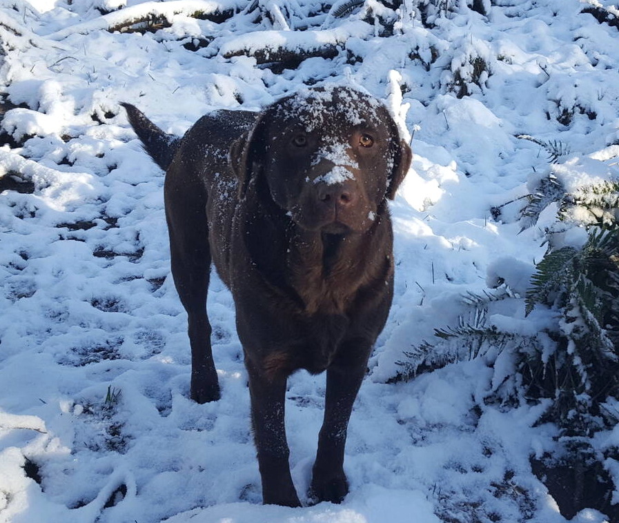 January 2020-Labs in the snow13.jpg