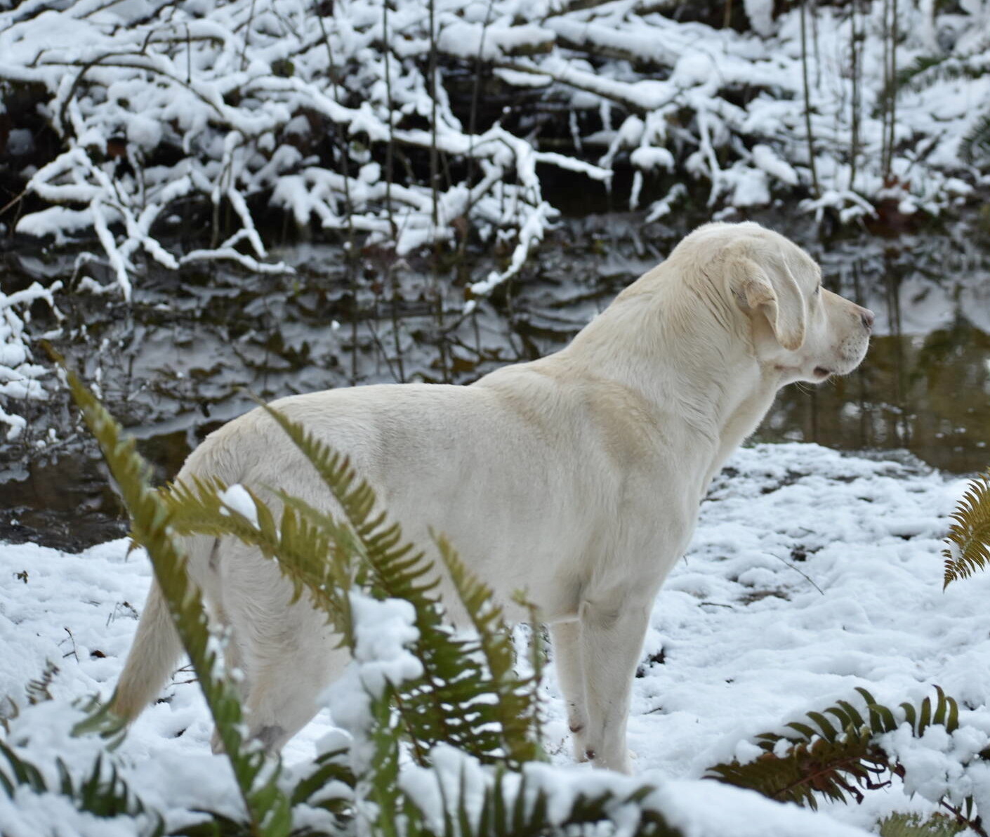 January 2020-Labs in the snow30.JPG