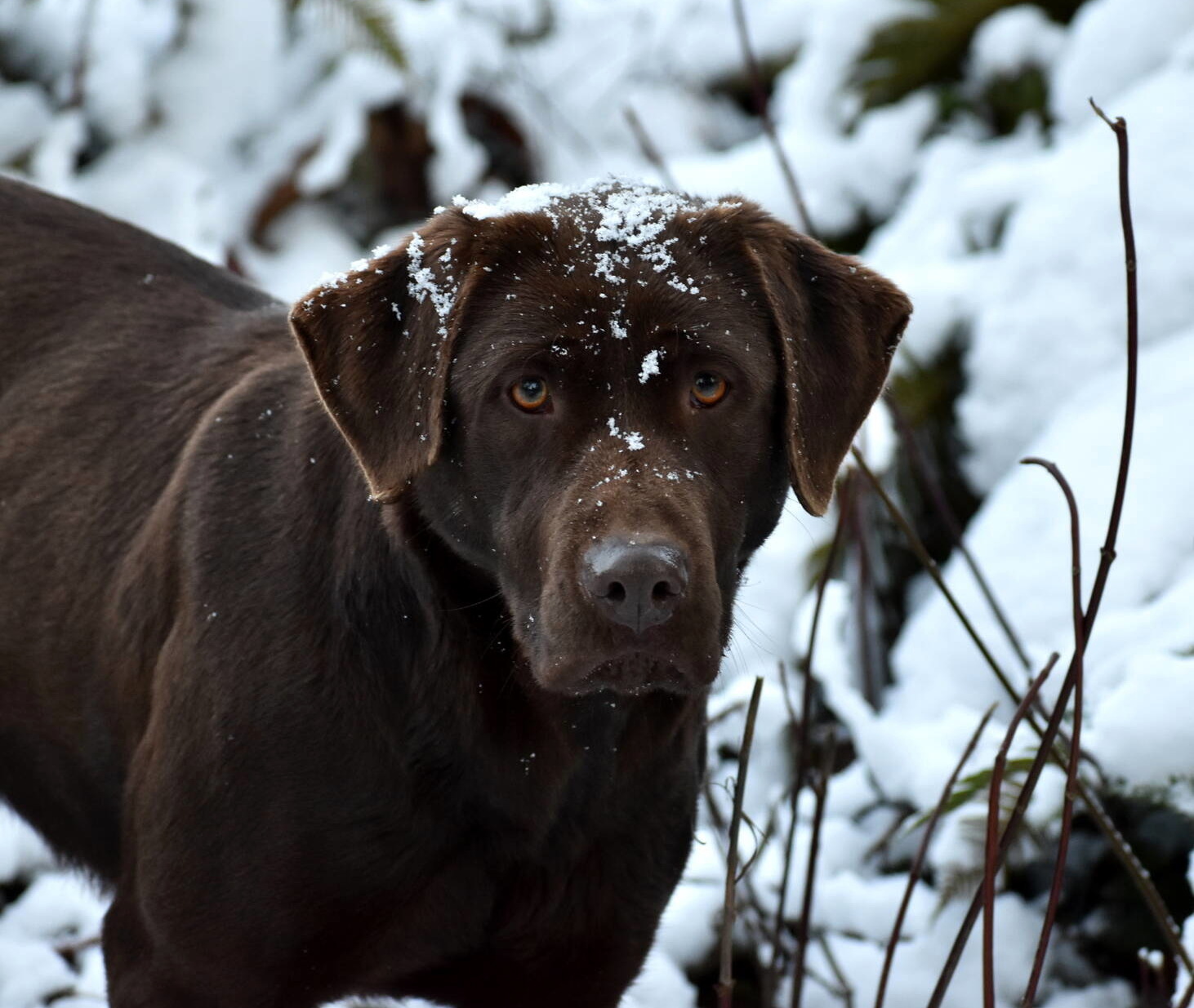 January 2020-Labs in the snow31.JPG
