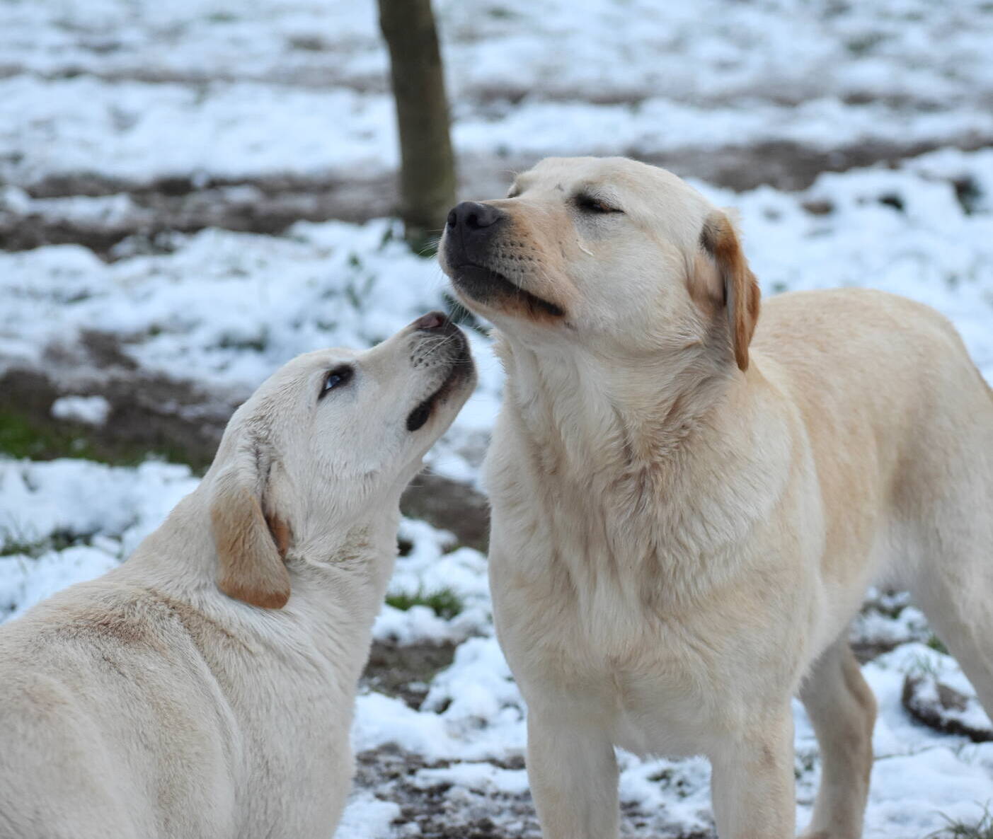January 2020-Labs in the snow40.JPG