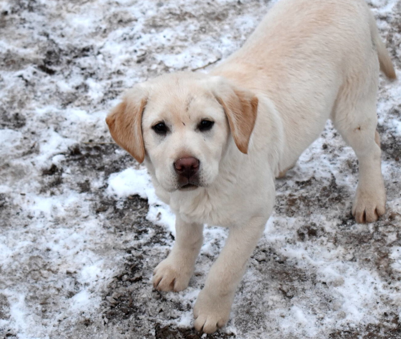 January 2020-Labs in the snow42.JPG