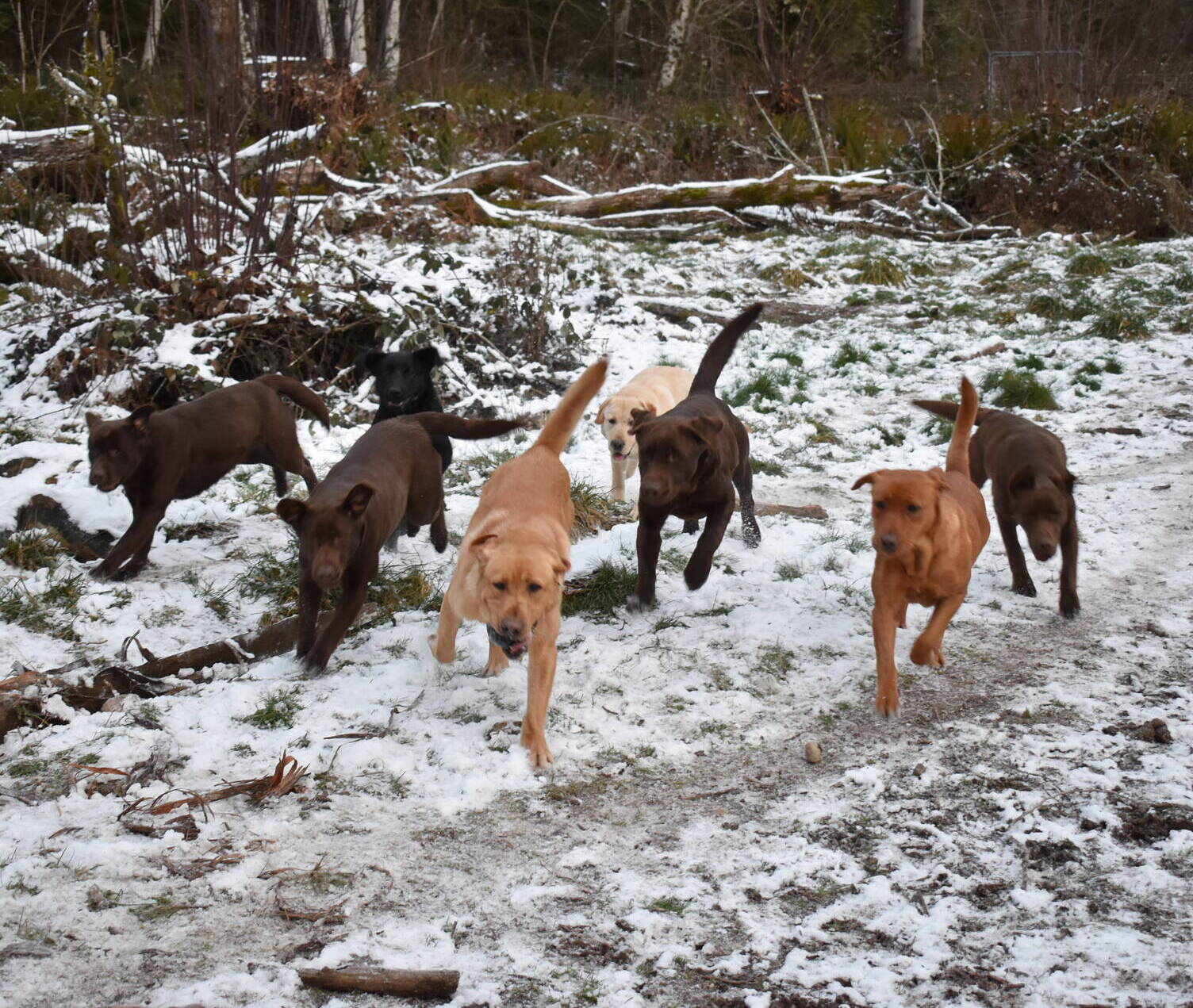 January 2020-Labs in the snow59.JPG