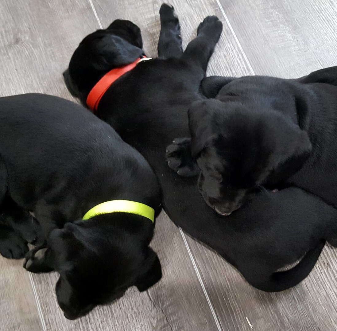 Litter 8-Black Labrador puppies1.jpg