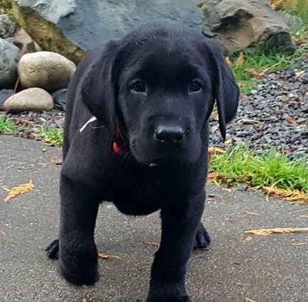 Litter 8-Black Labrador puppies2.jpg