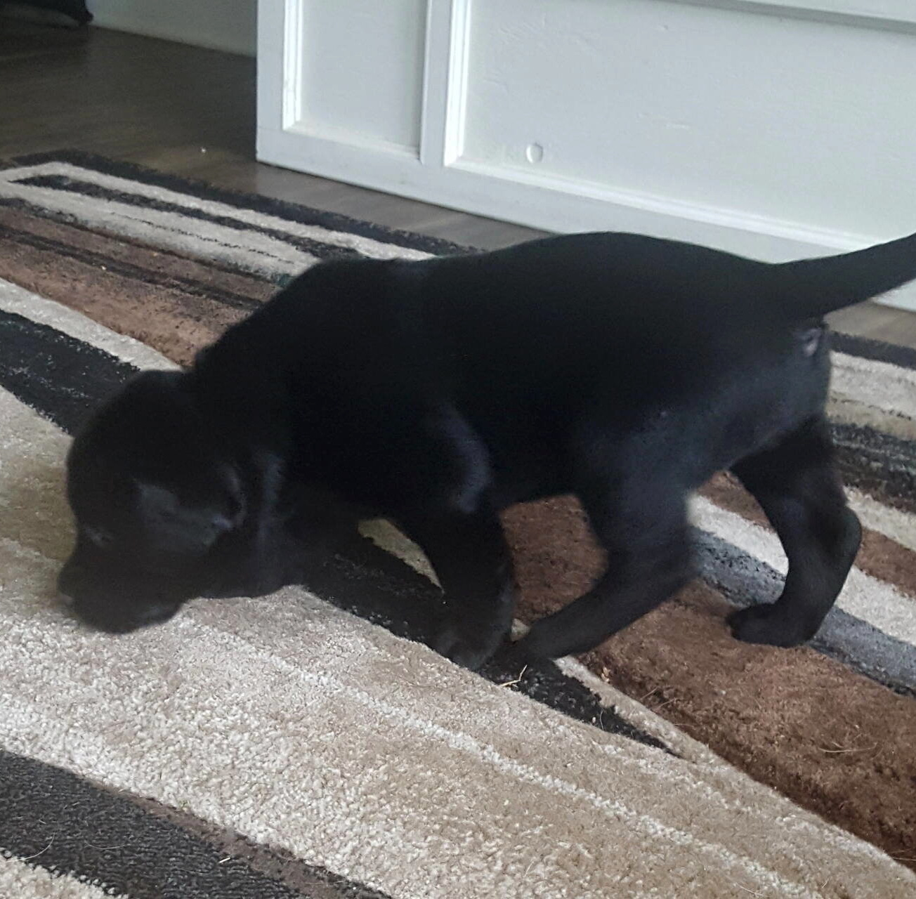 Litter 8-Black Labrador puppies20.jpg
