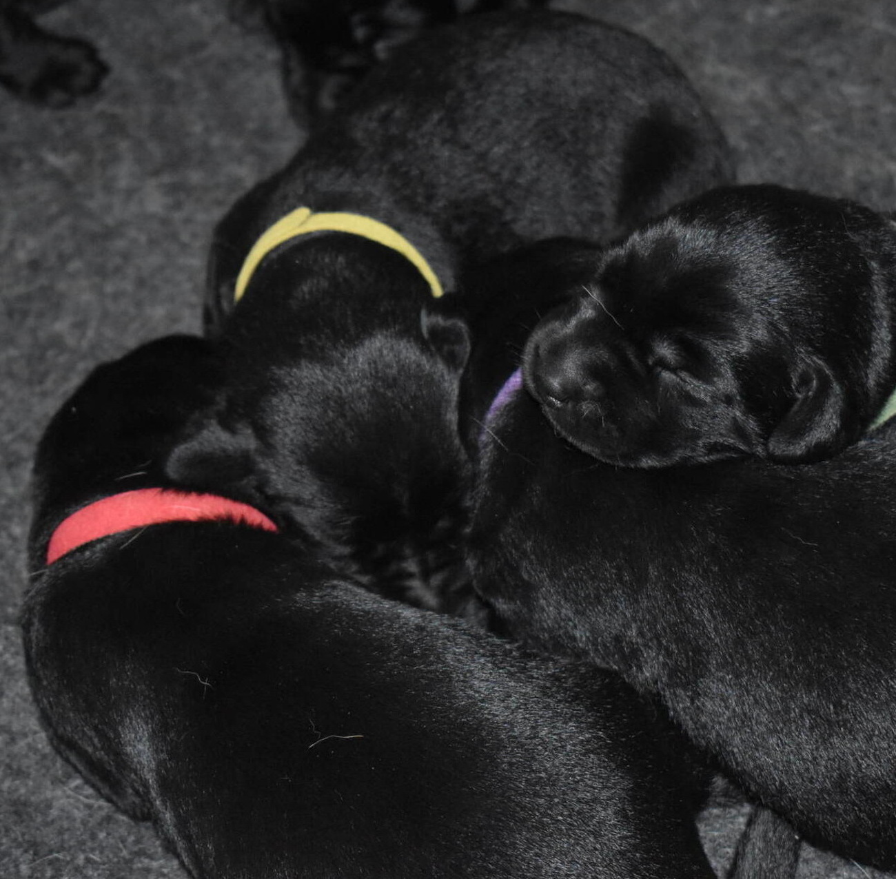Litter 8-Black Labrador puppies6.JPG