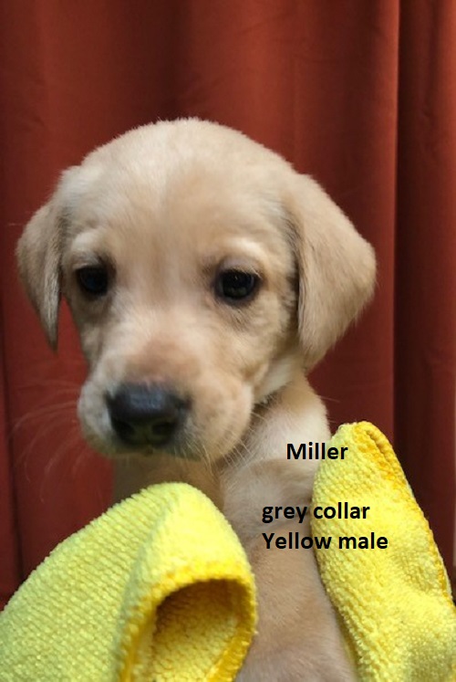 Miller-grey collar-yellow male.jpg