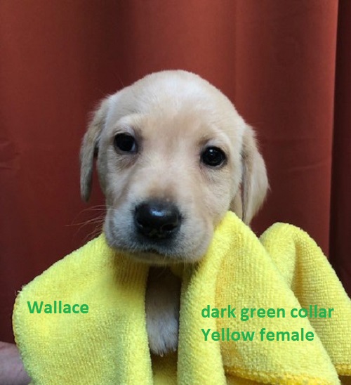 Wallace-dark green collar-yellow female.jpg