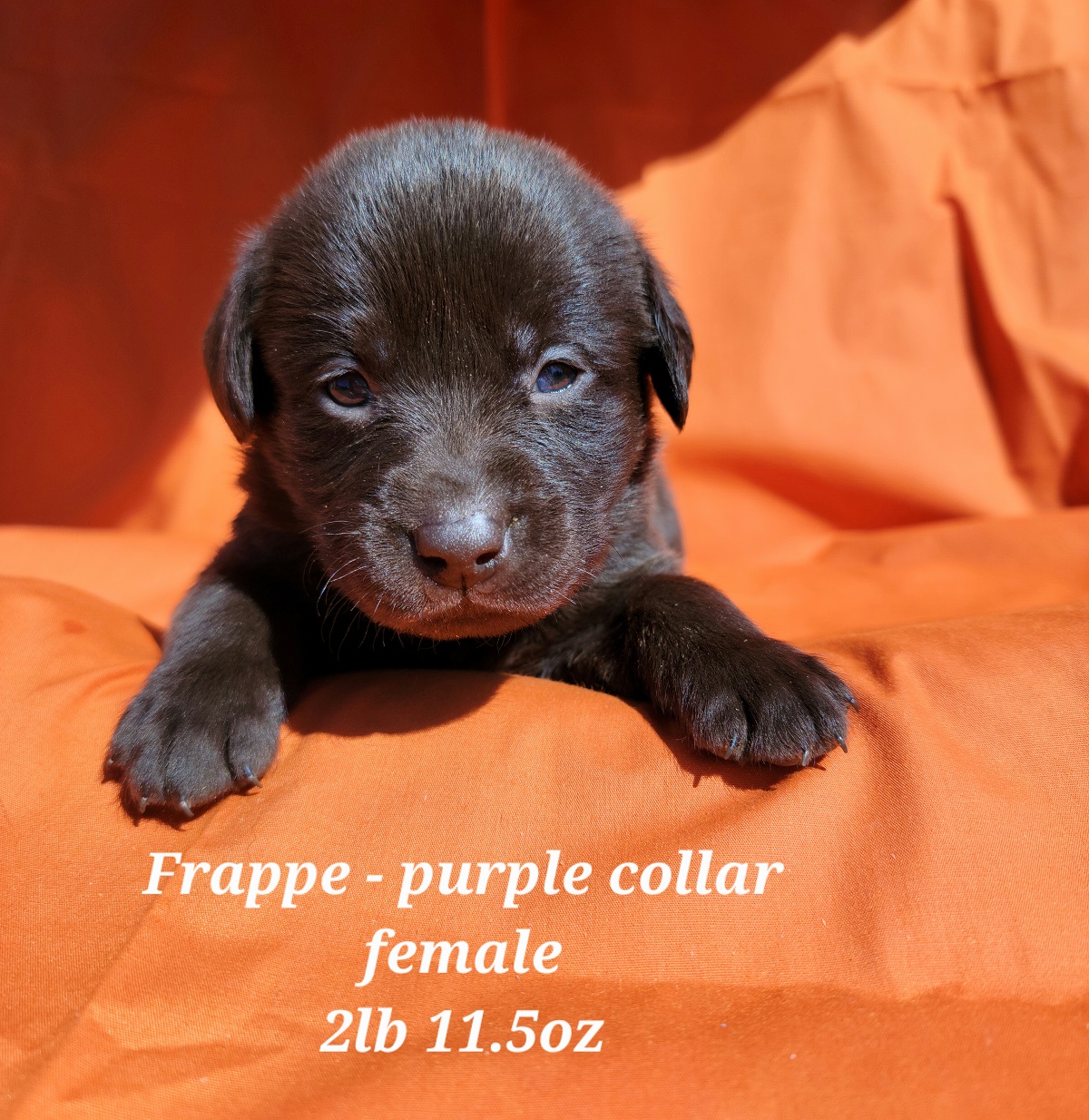 #44 Cobalt-purple.jpg