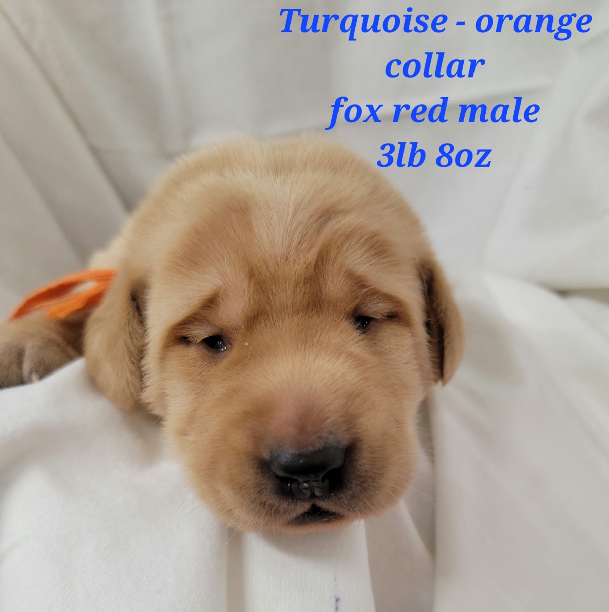 Rogue-orange collar.jpg