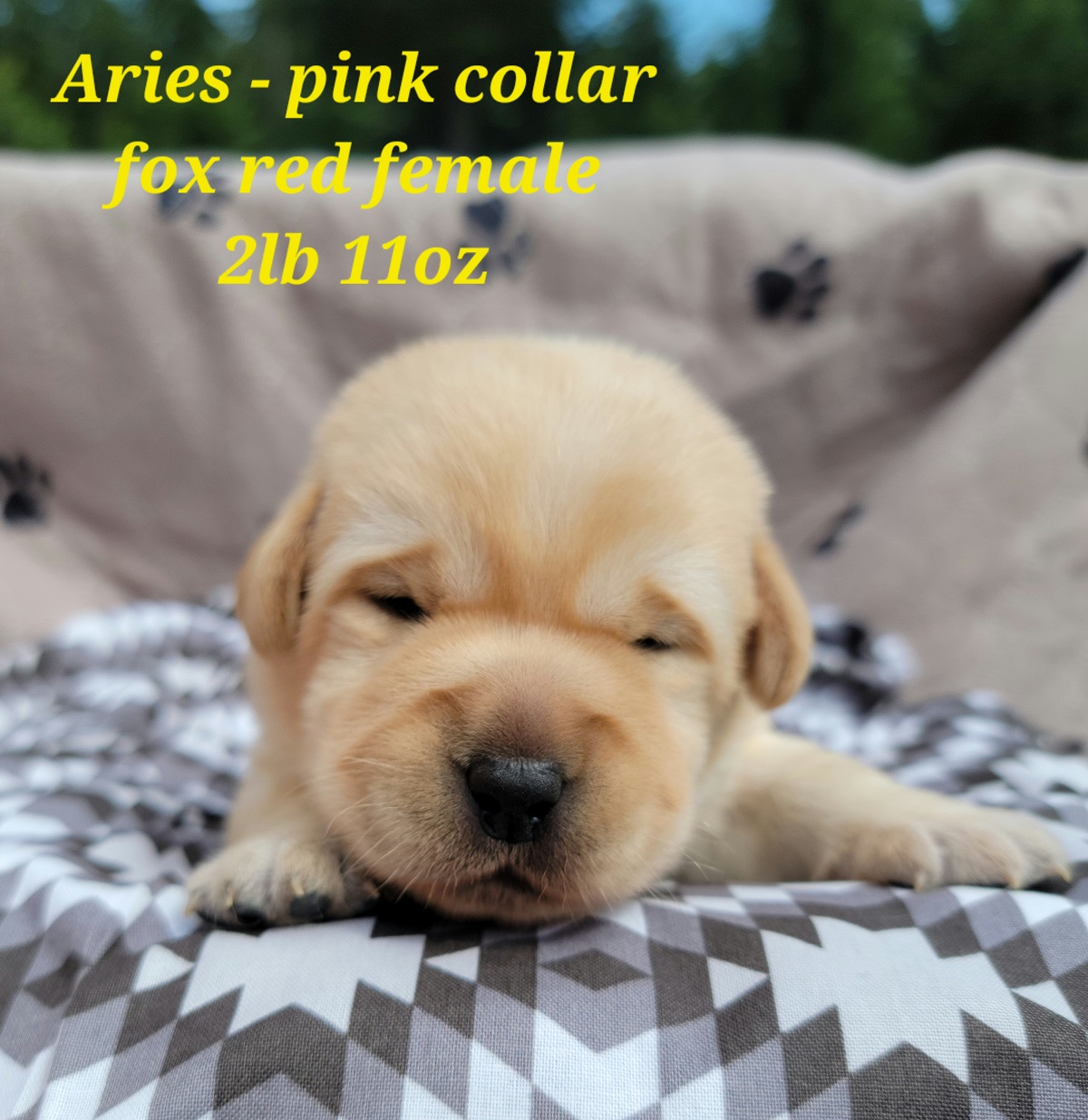 Culper #47 - pink collar.jpg