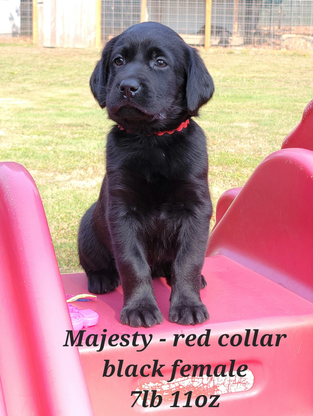 #48 Reign-red-black pup 6wks.jpg