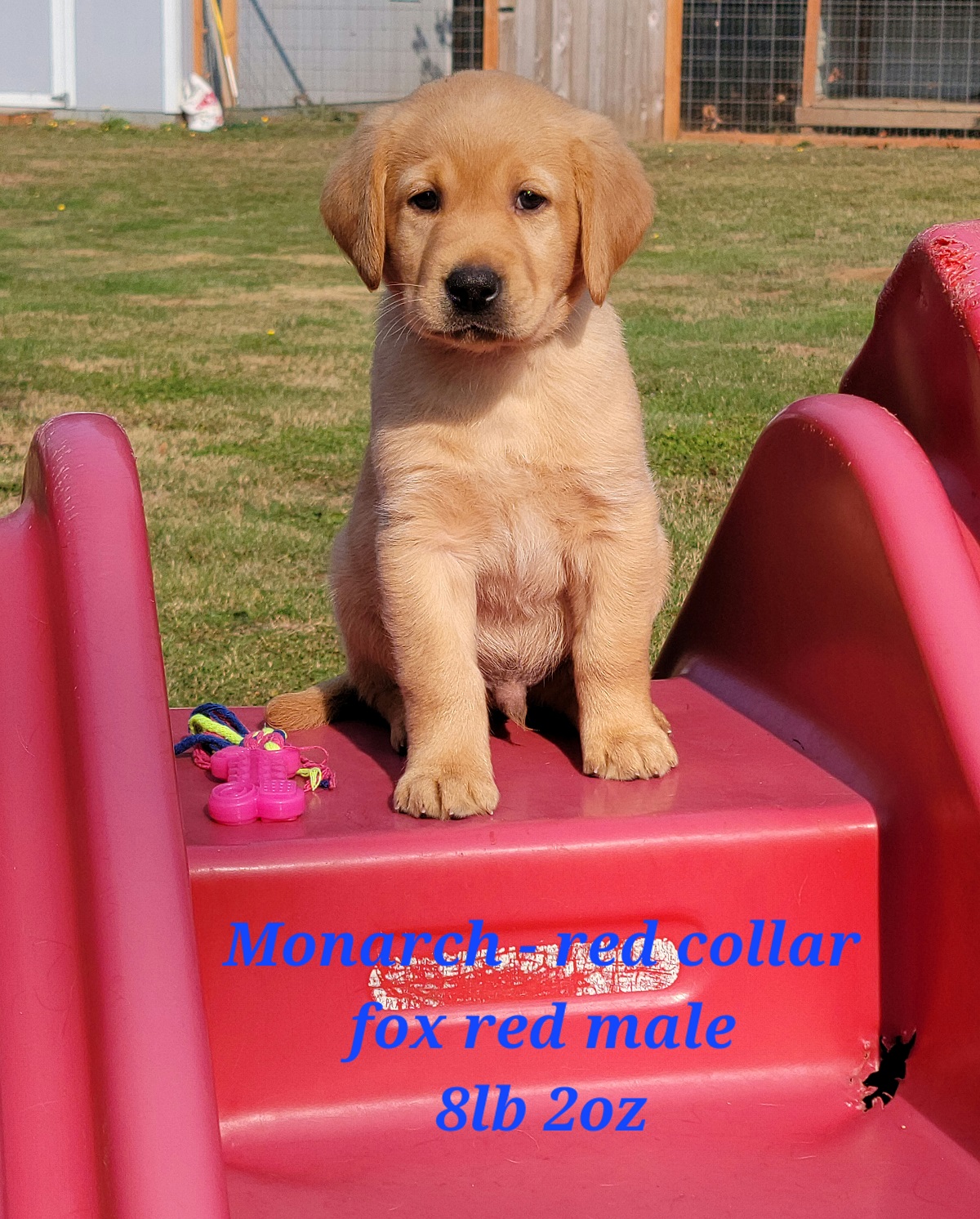 #48 Reign - red-fox red pup 6wks.jpg