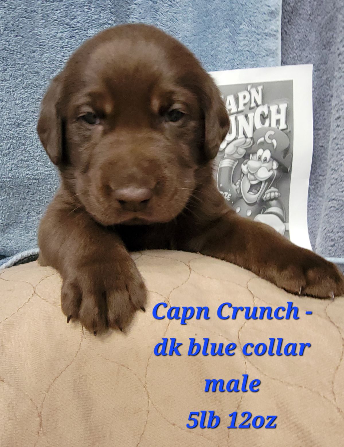 Myka & Cognac #65  dk blue  4wks.jpg