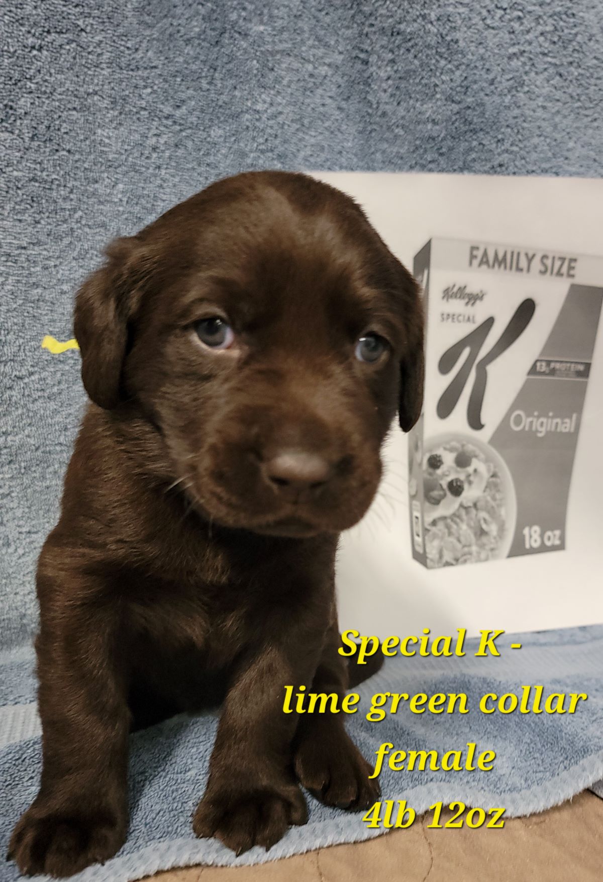 Myka & Cognac #67  lime green  4wks.jpg