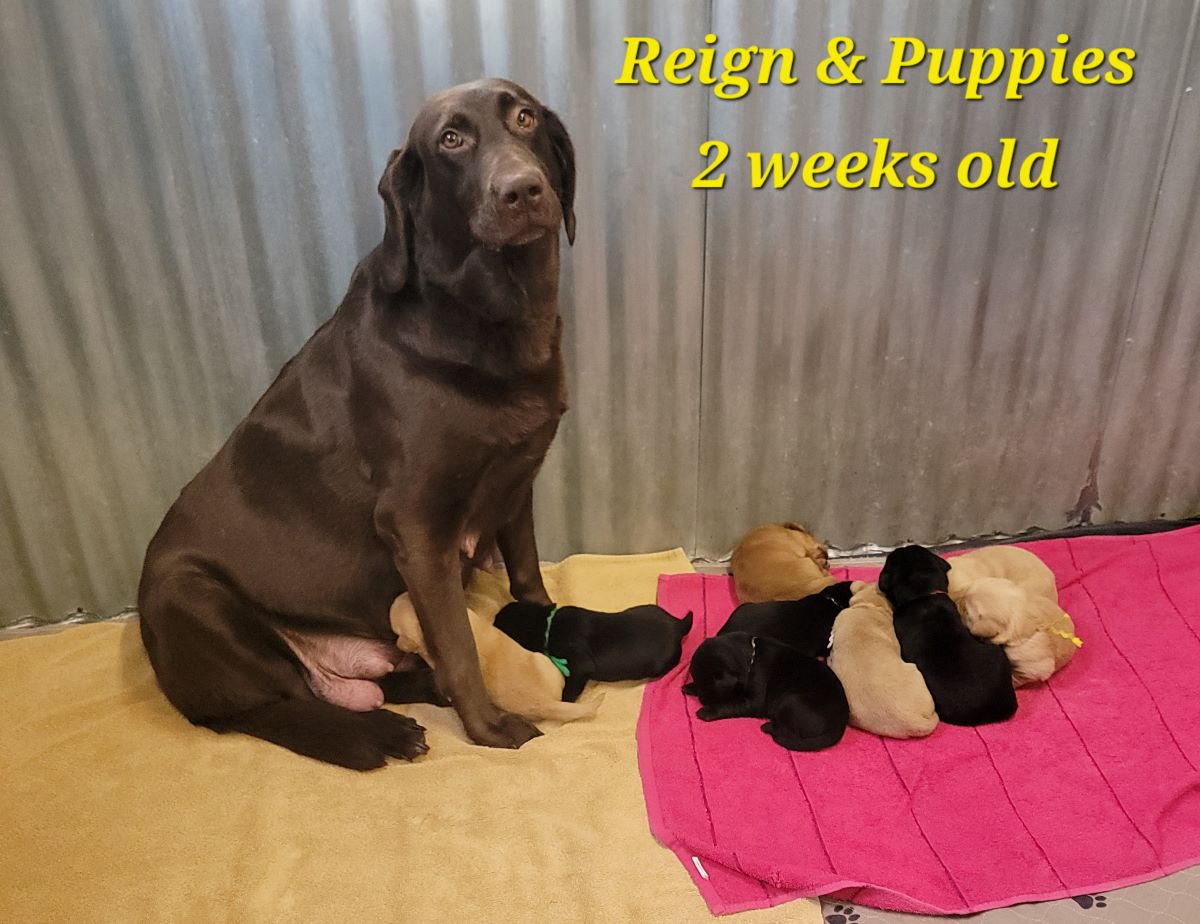 Reign & Maverick #66 group 1 2wks.jpg