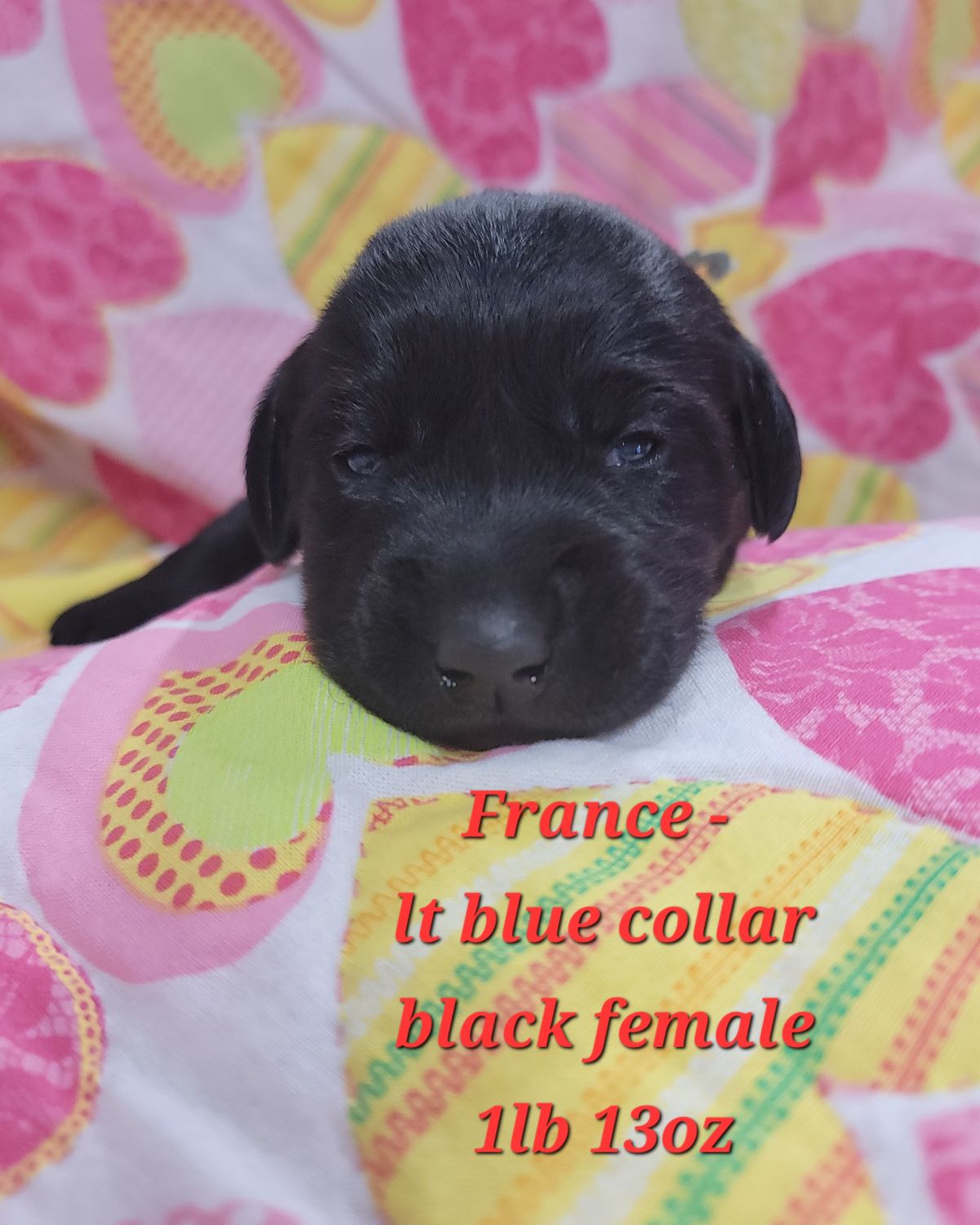 Reign & Maverick #66 lt blue 2wks.jpg