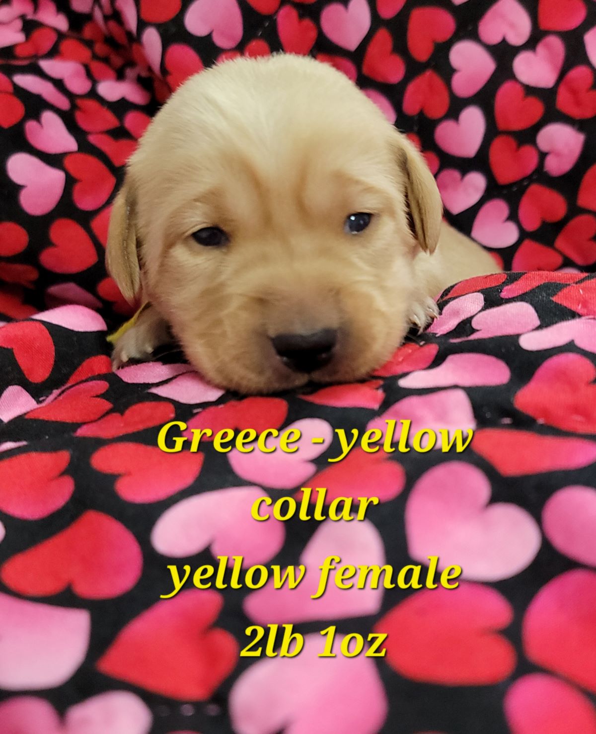 Reign & Maverick #66 yellow 2wks.jpg