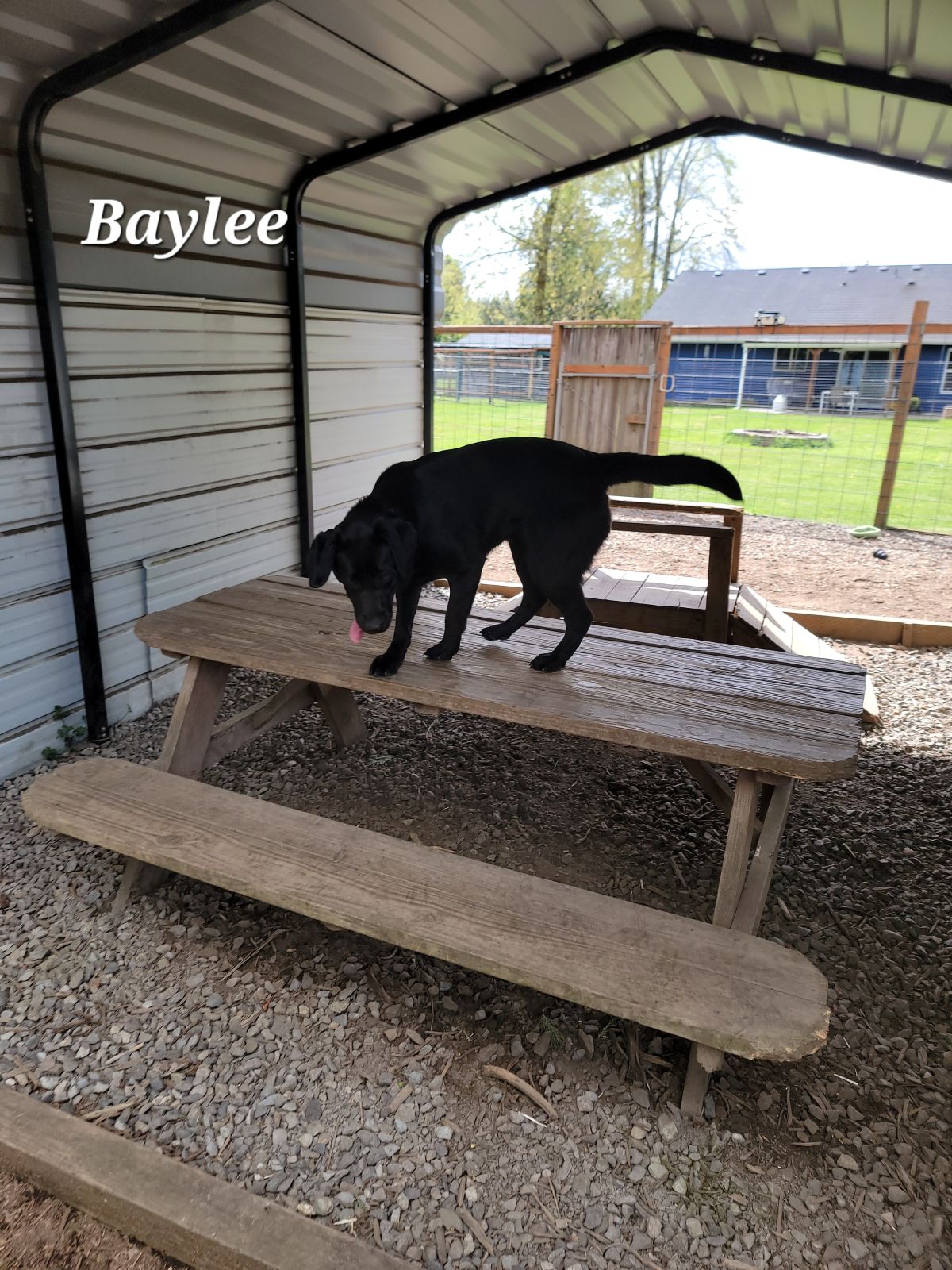 Baylee - Apr 2025   3.jpg