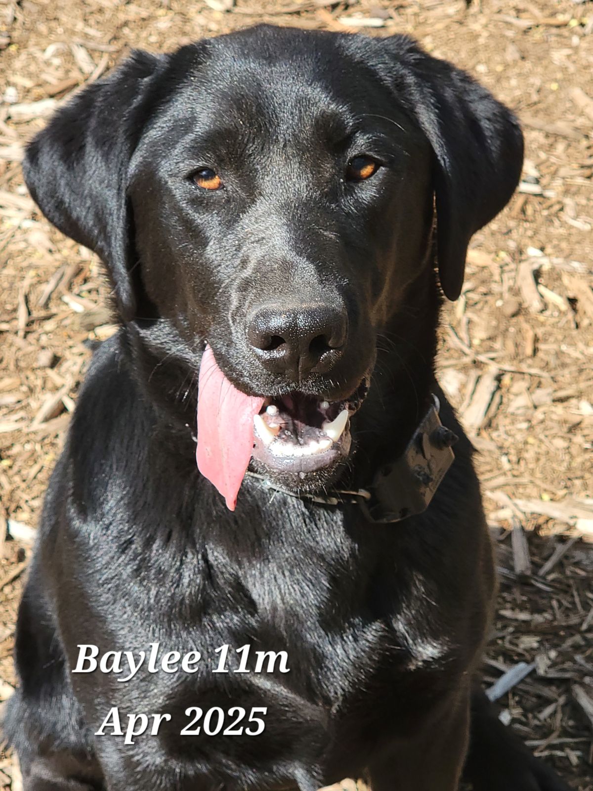 Baylee - Apr 2025  4.jpg