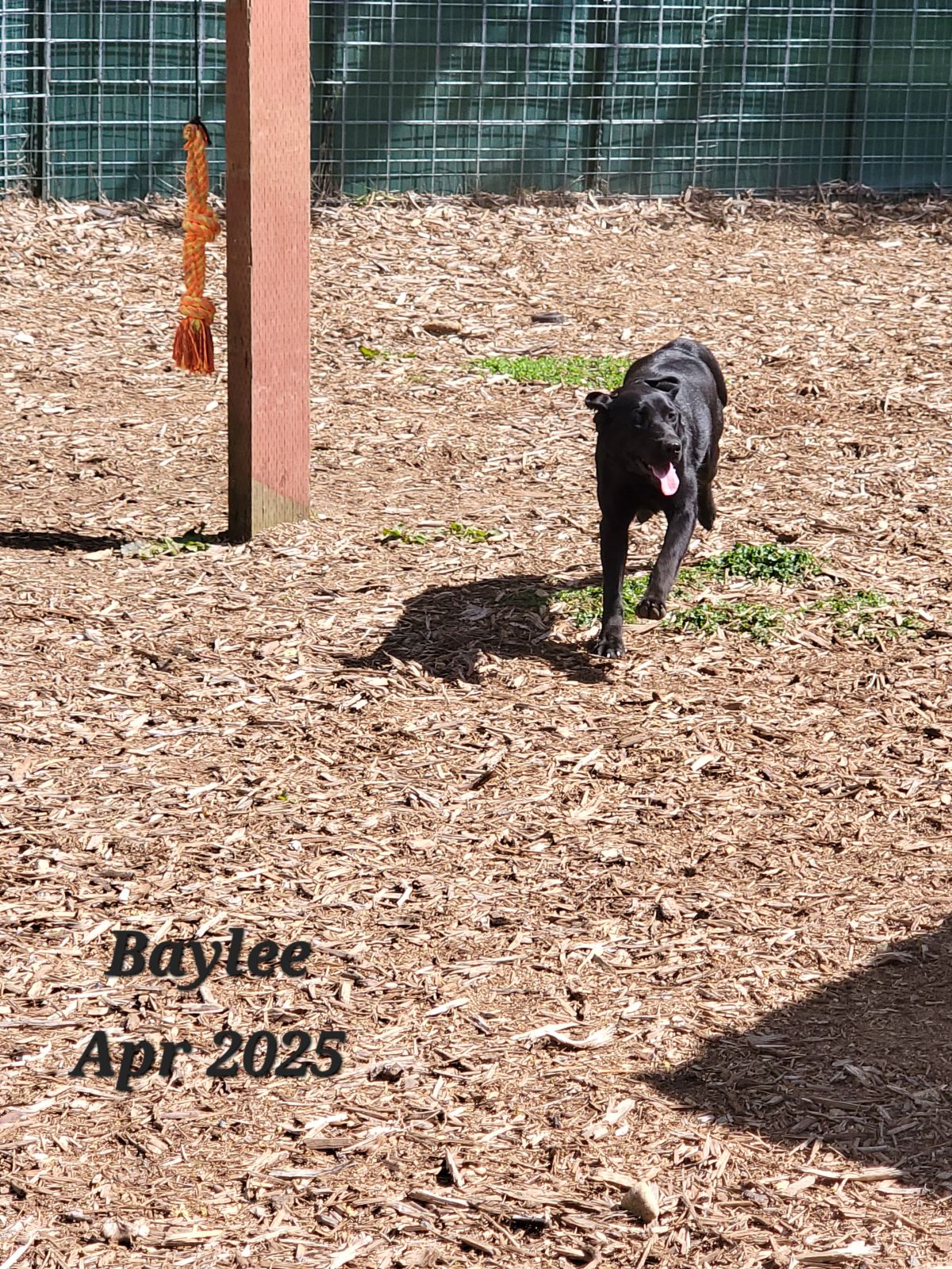 Baylee - apr 2025   5.jpg