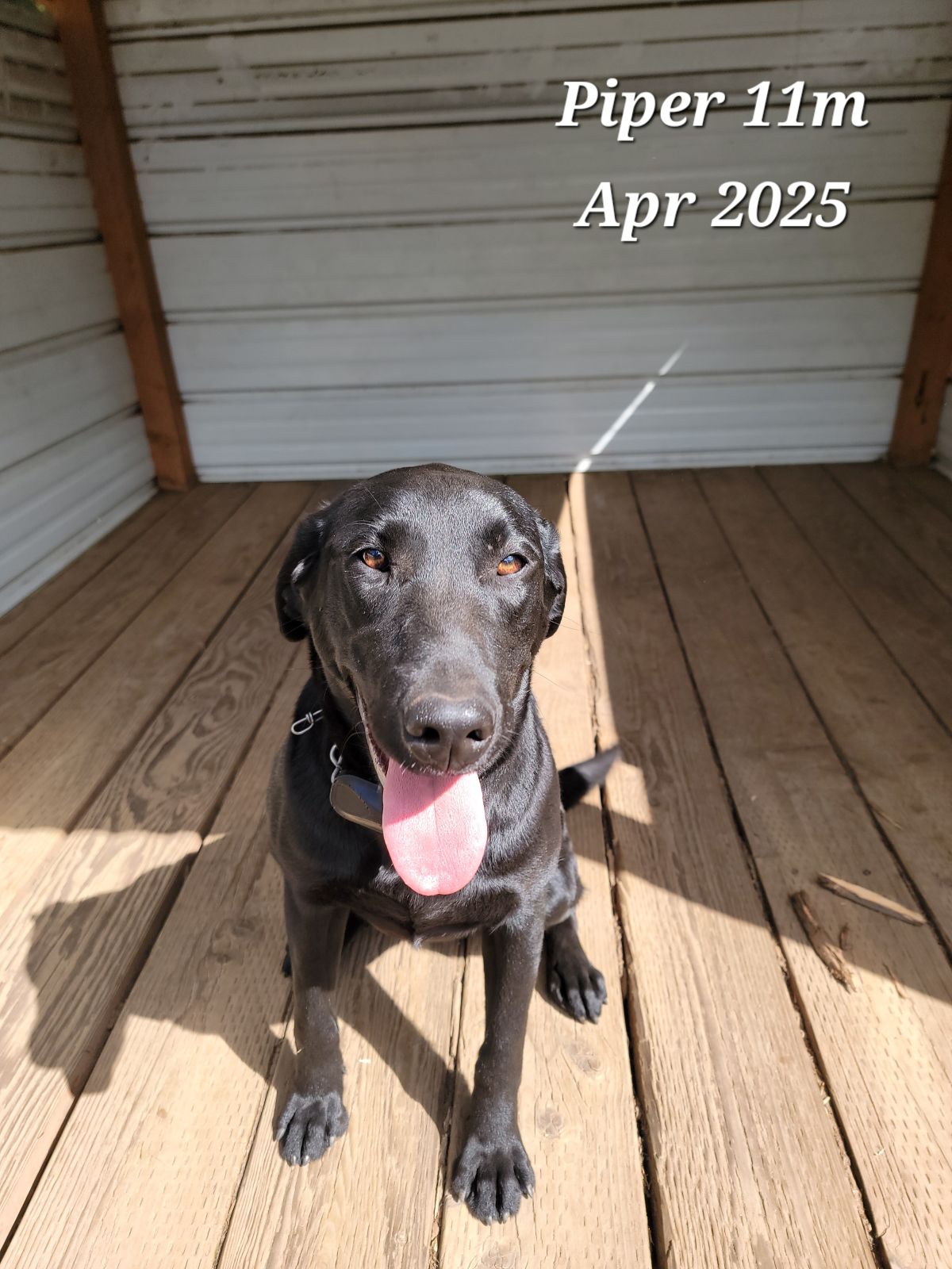 Piper - apr 2025  2.jpg