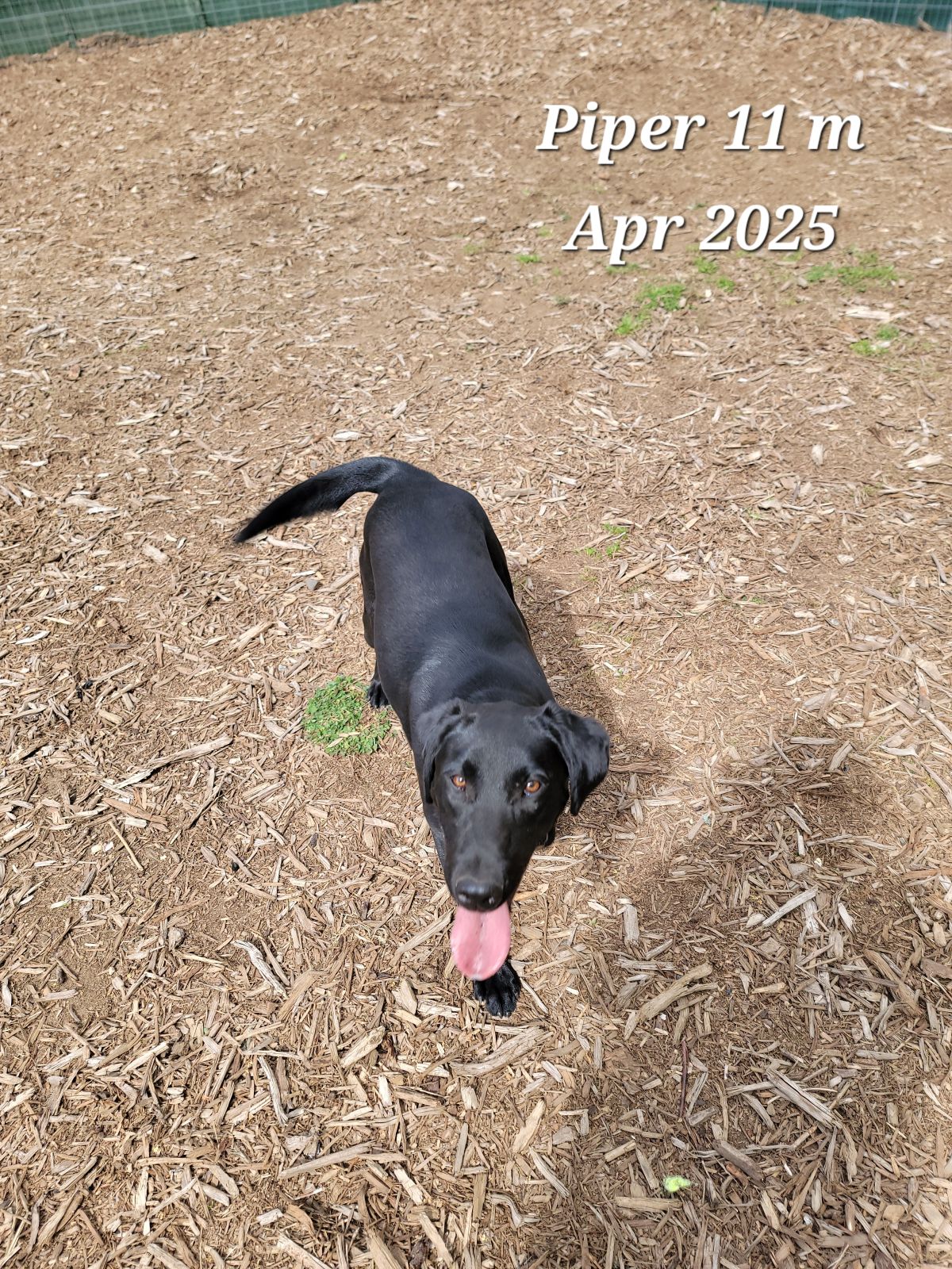 Piper - Apr 2025  4.jpg