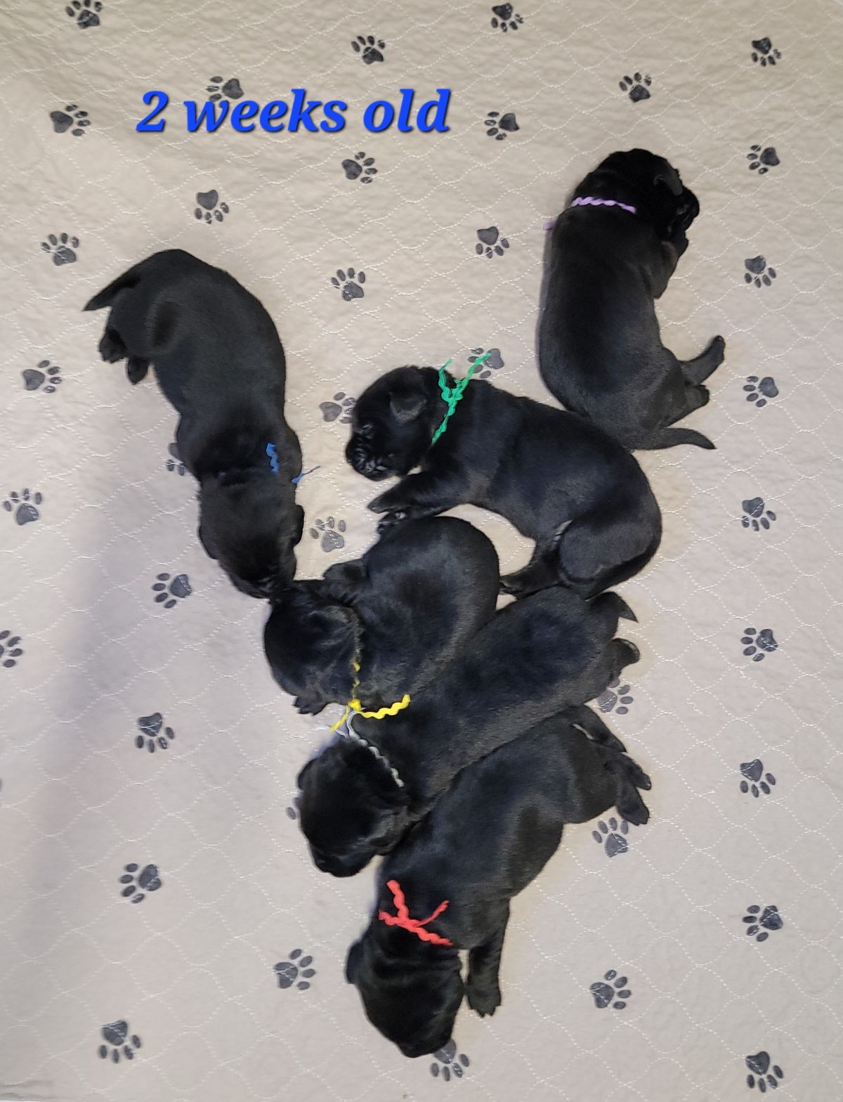 Storm & Mavercik #67  2 weeks old.jpg