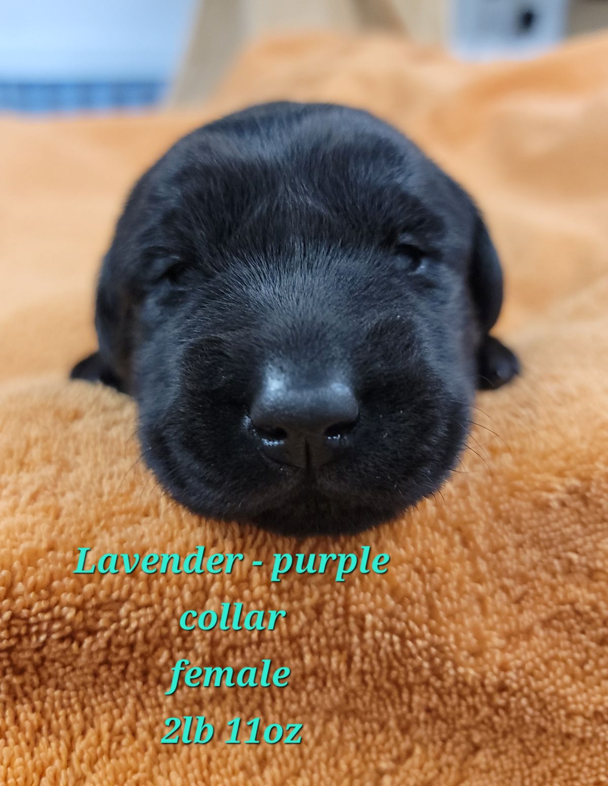 Storm & Mavercik #67  purple 2 wks.jpg