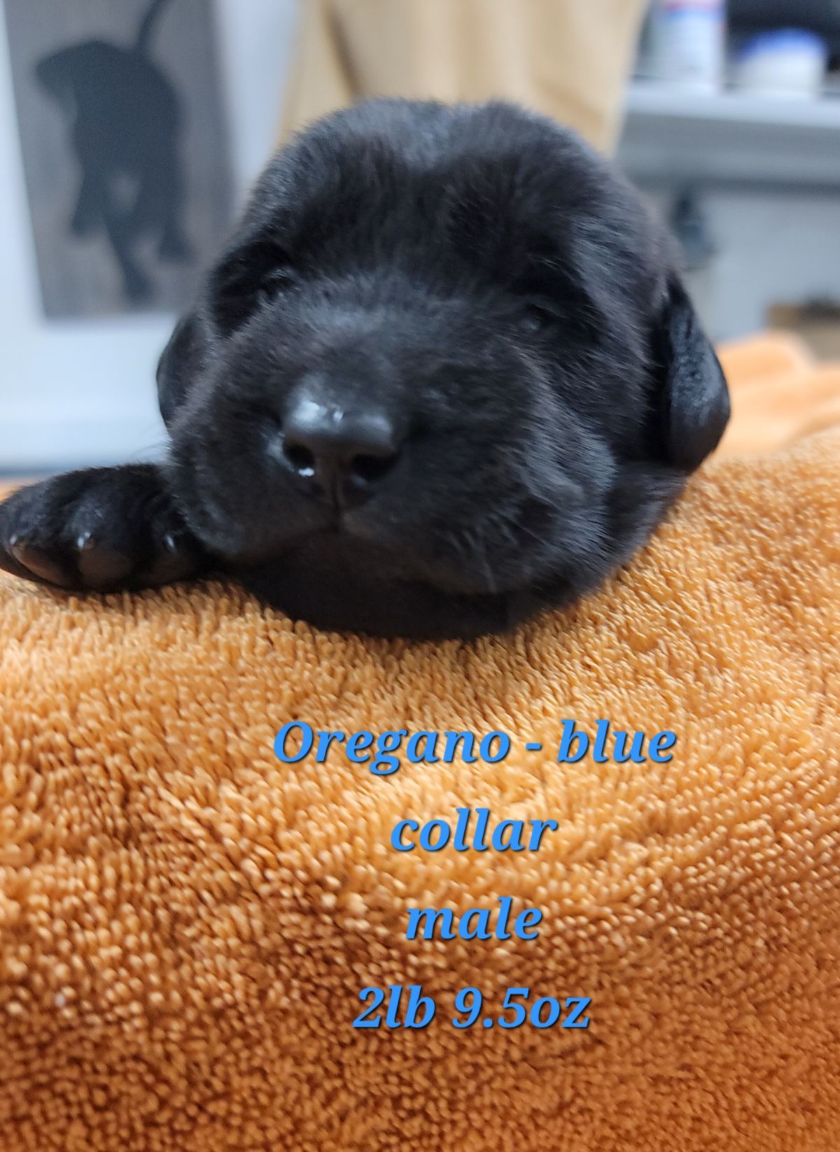 Storm & Maverick #67 blue 2wks.jpg